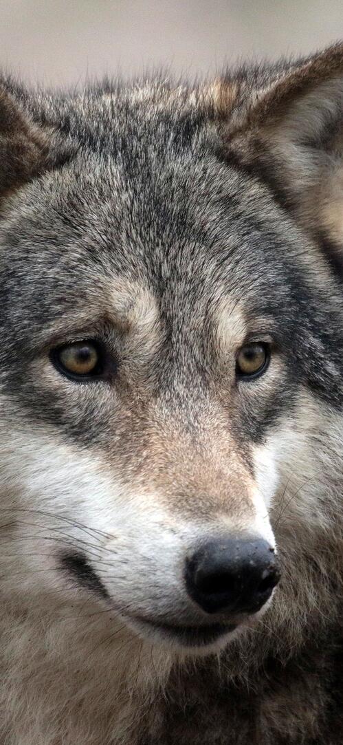 Бесплатное фото Добрый волк