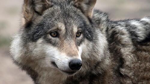 Бесплатное фото Добрый волк