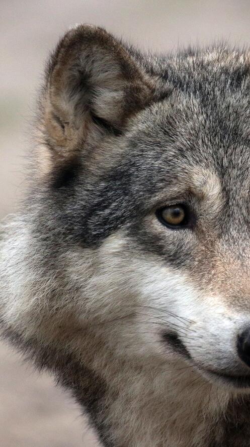 Бесплатное фото Добрый волк