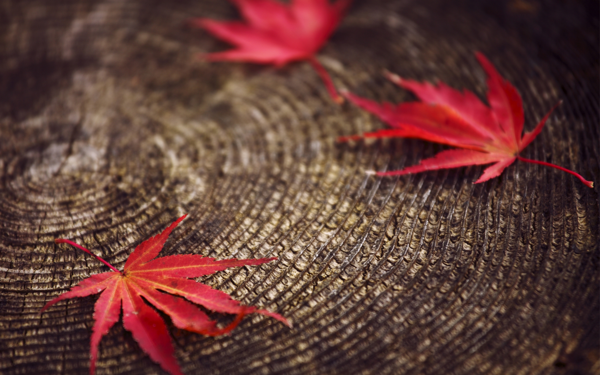 免费照片红色的落叶躺在树桩上