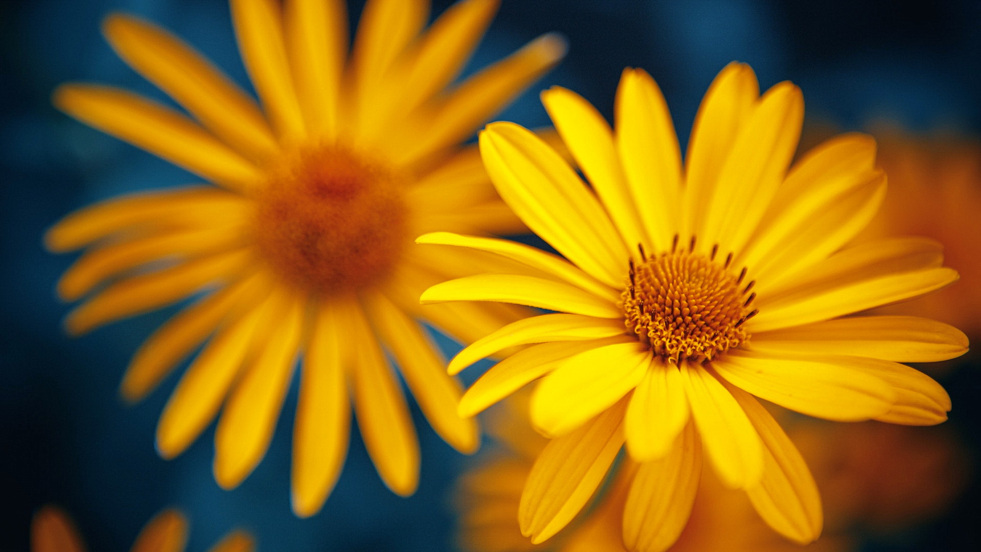 Free photo Yellow flowers and light