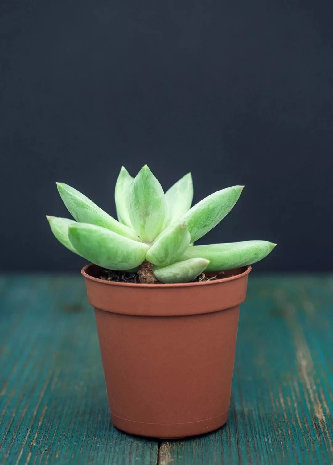 Бесплатное фото Суккулент Пахифитум Хукера