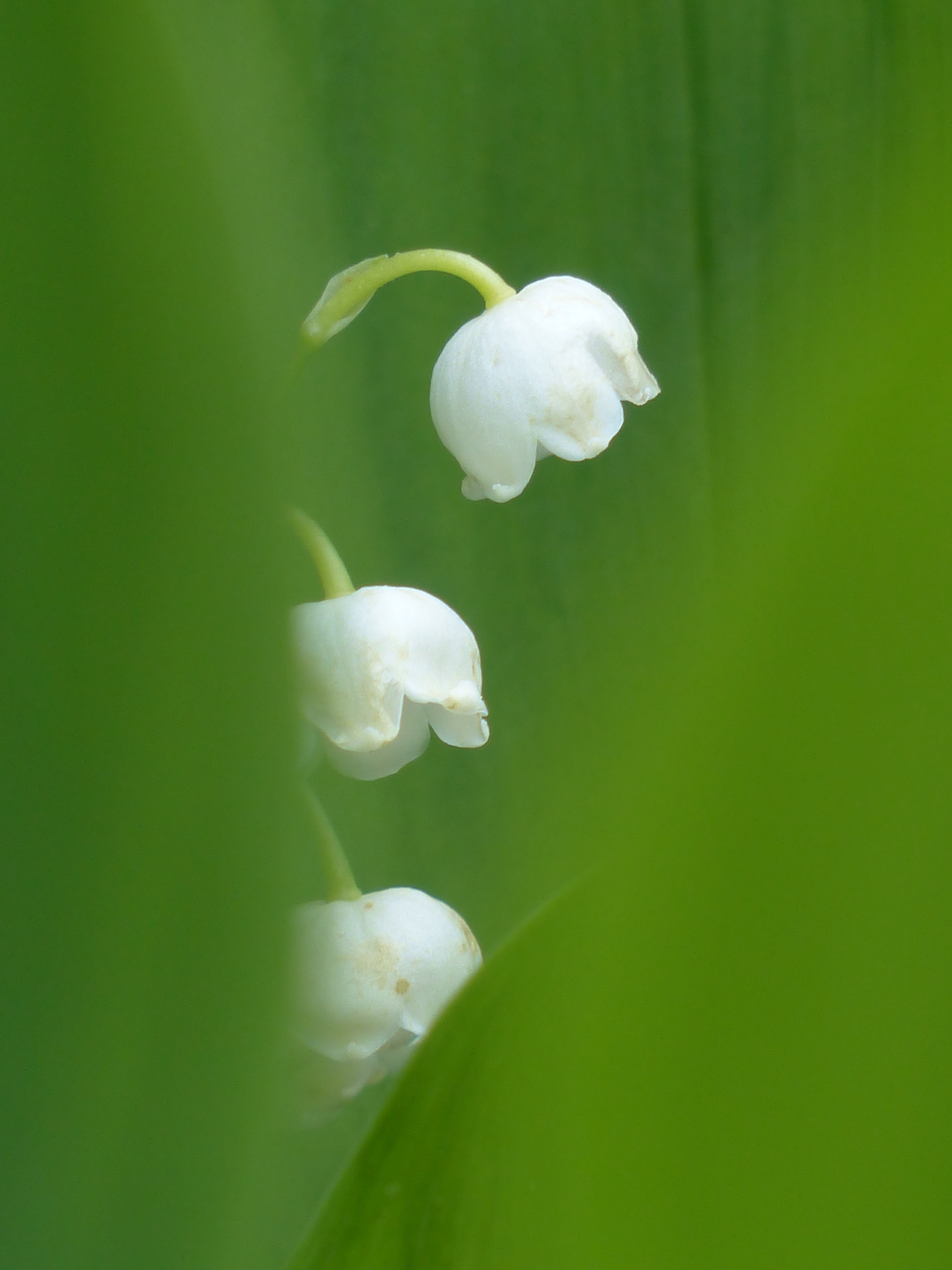 Free photo Convalaria majalis white flowers on a green background