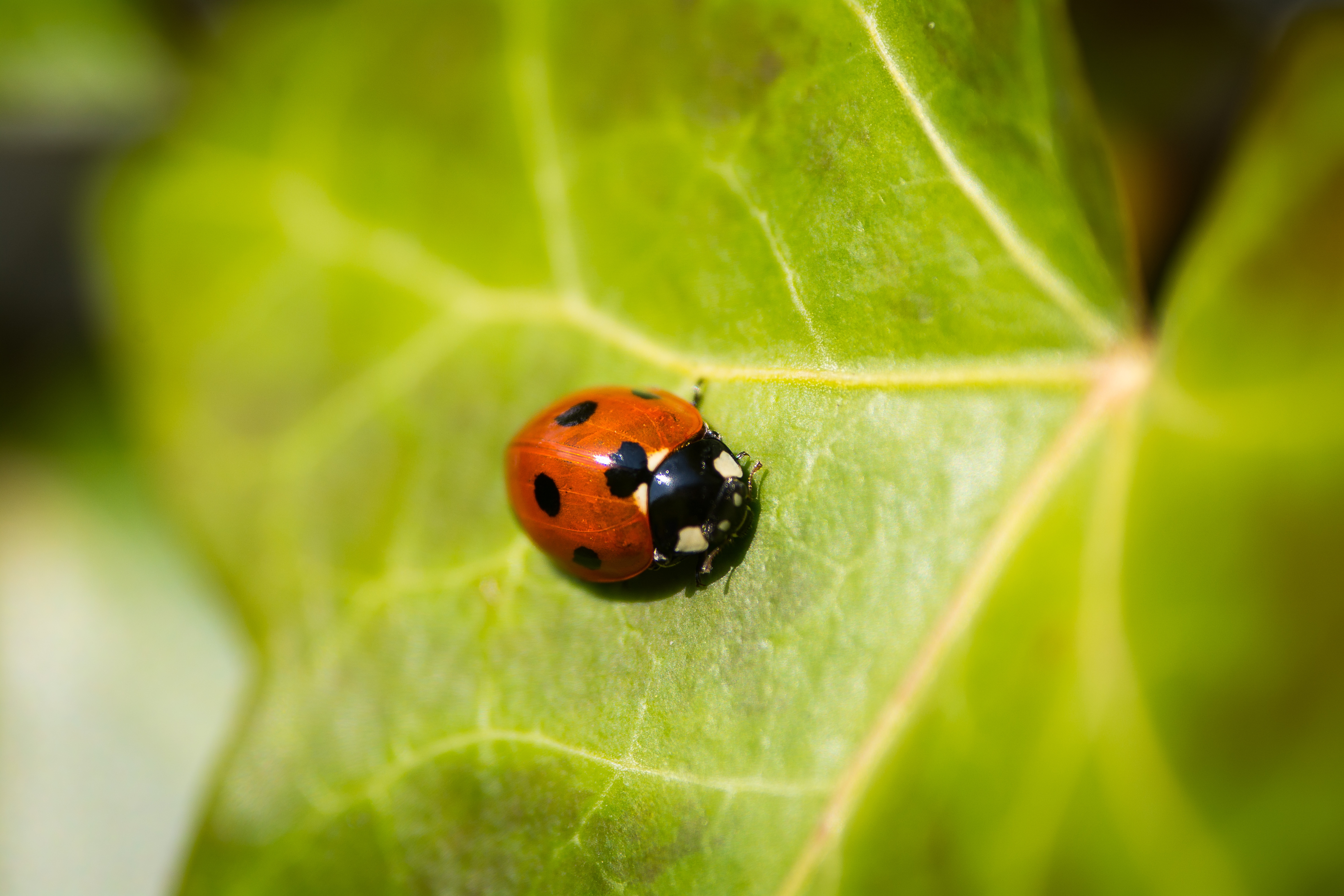 Free photo A red ladybug crawls on a green leaf
