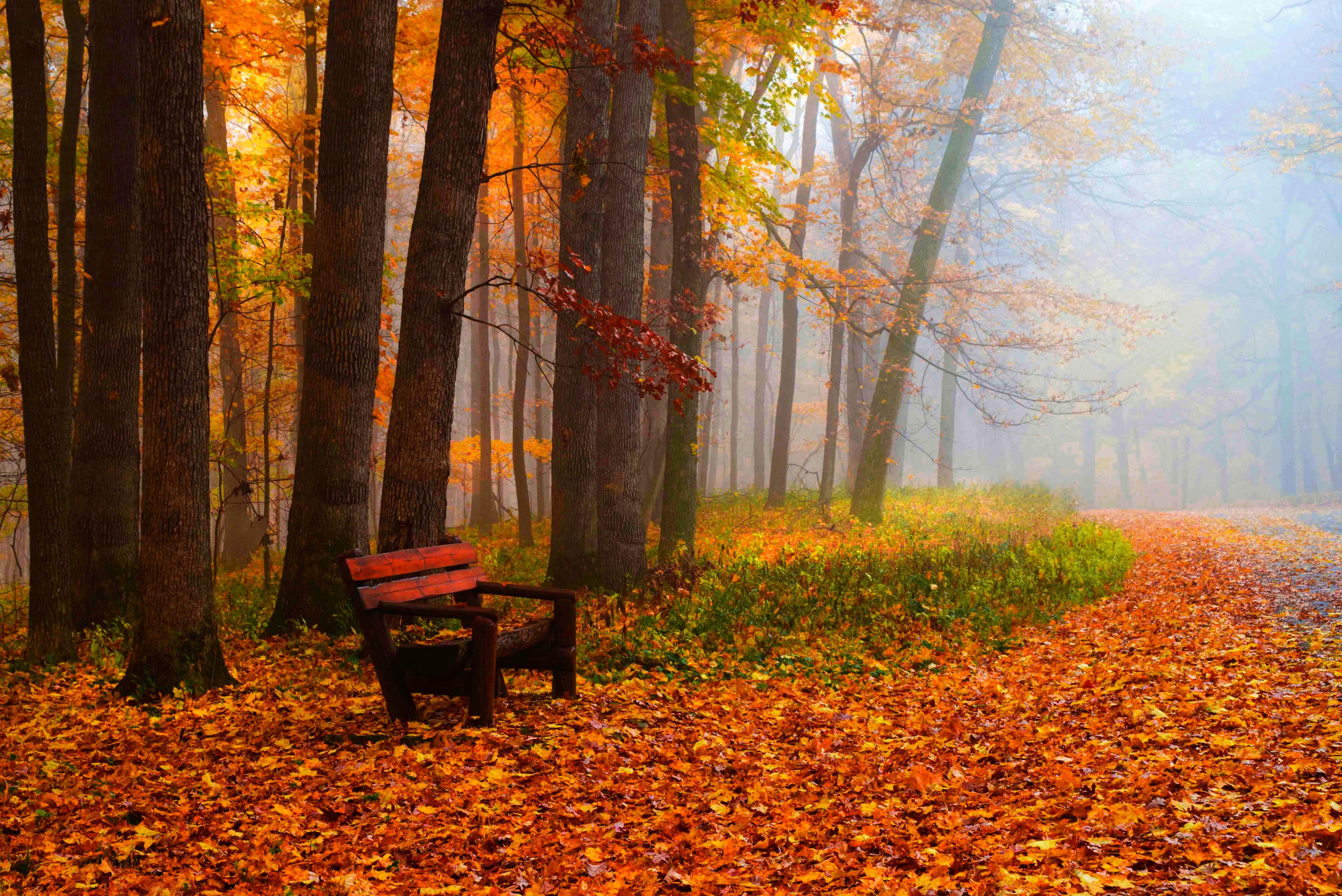 Wallpapers bench fog landscape on the desktop