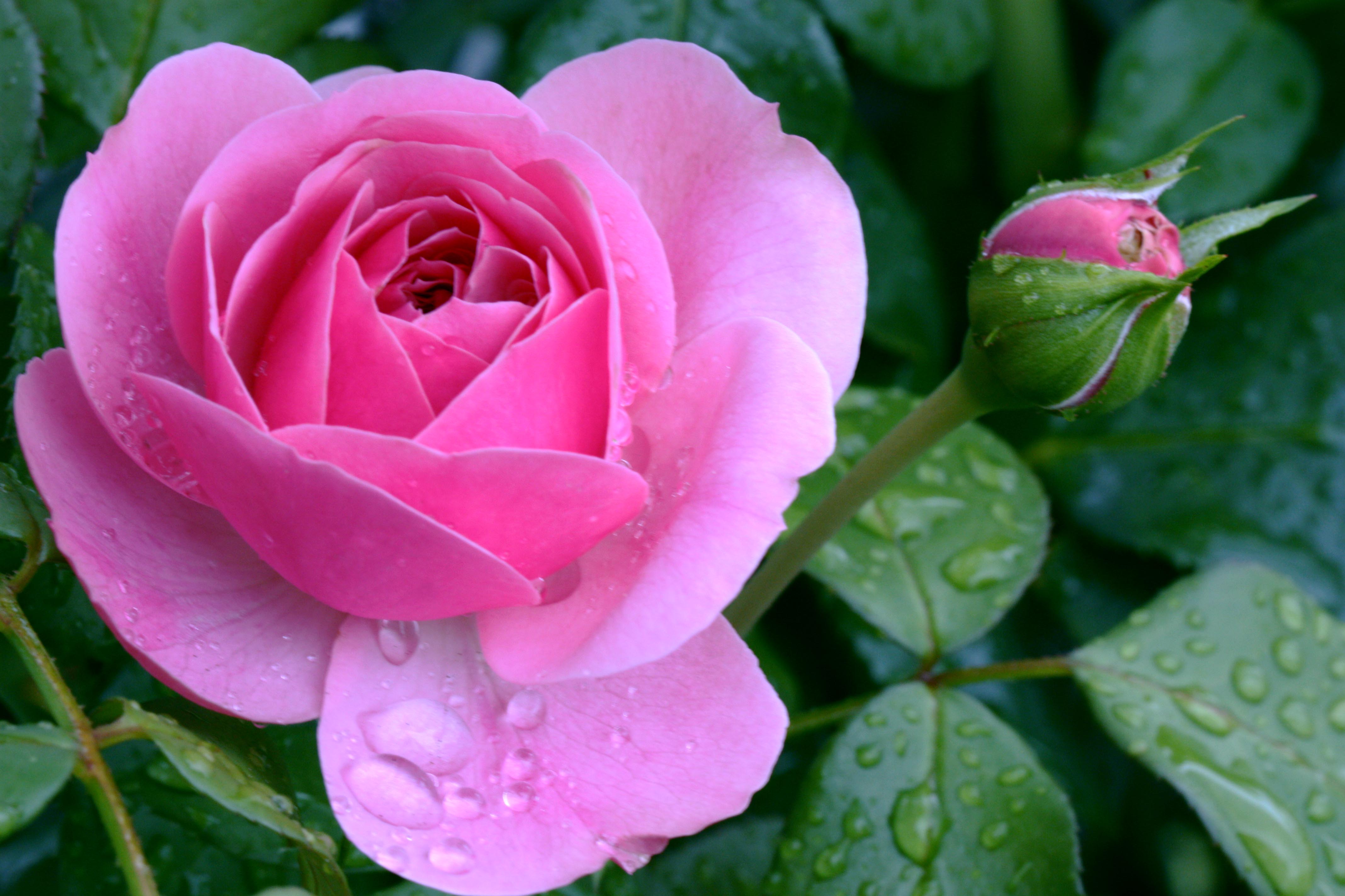 Обои флора цветы маленькая роза на рабочий стол