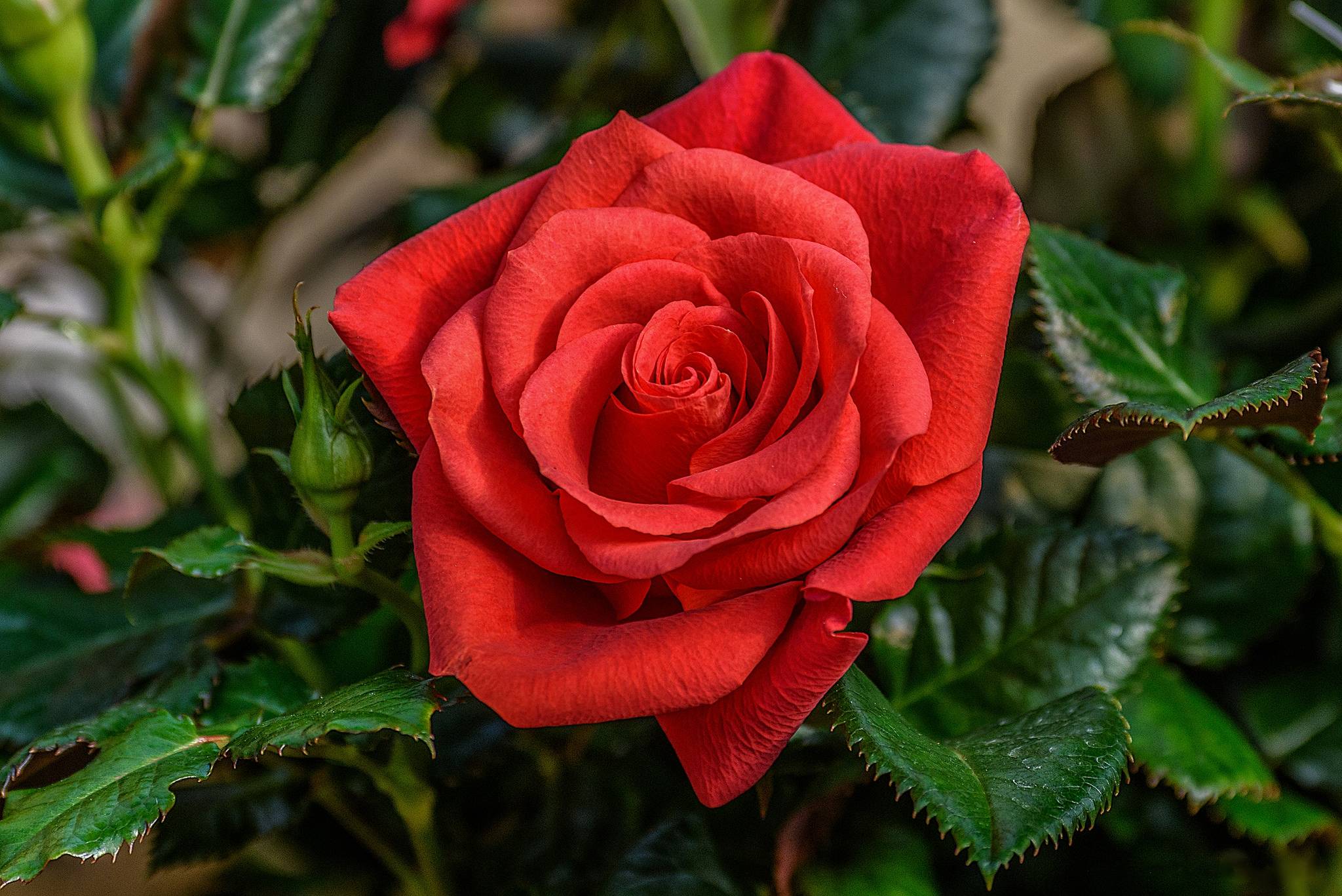 Wallpapers lonely bud rose flower on the desktop