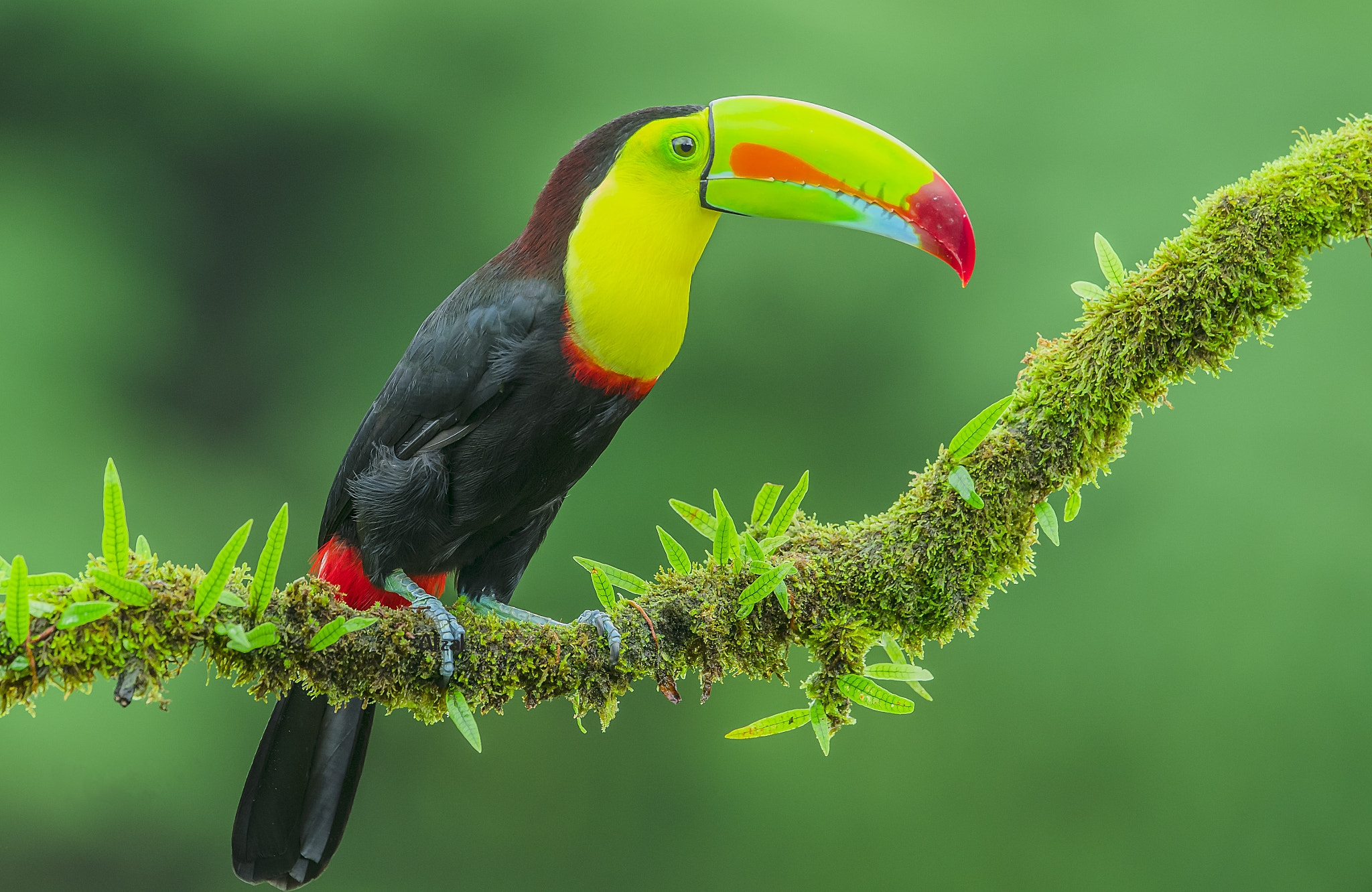 Wallpapers tropical bird Toucan bird on the desktop