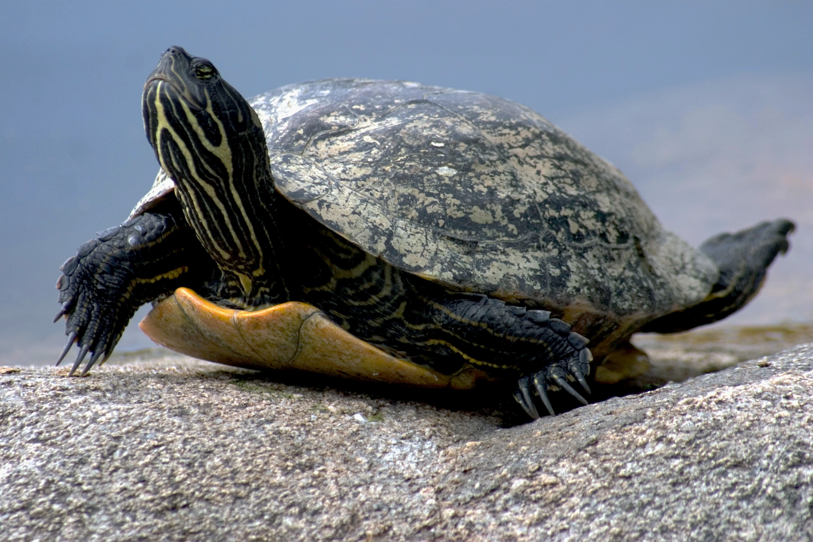 Free photo The turtle lifted its head up over its shell