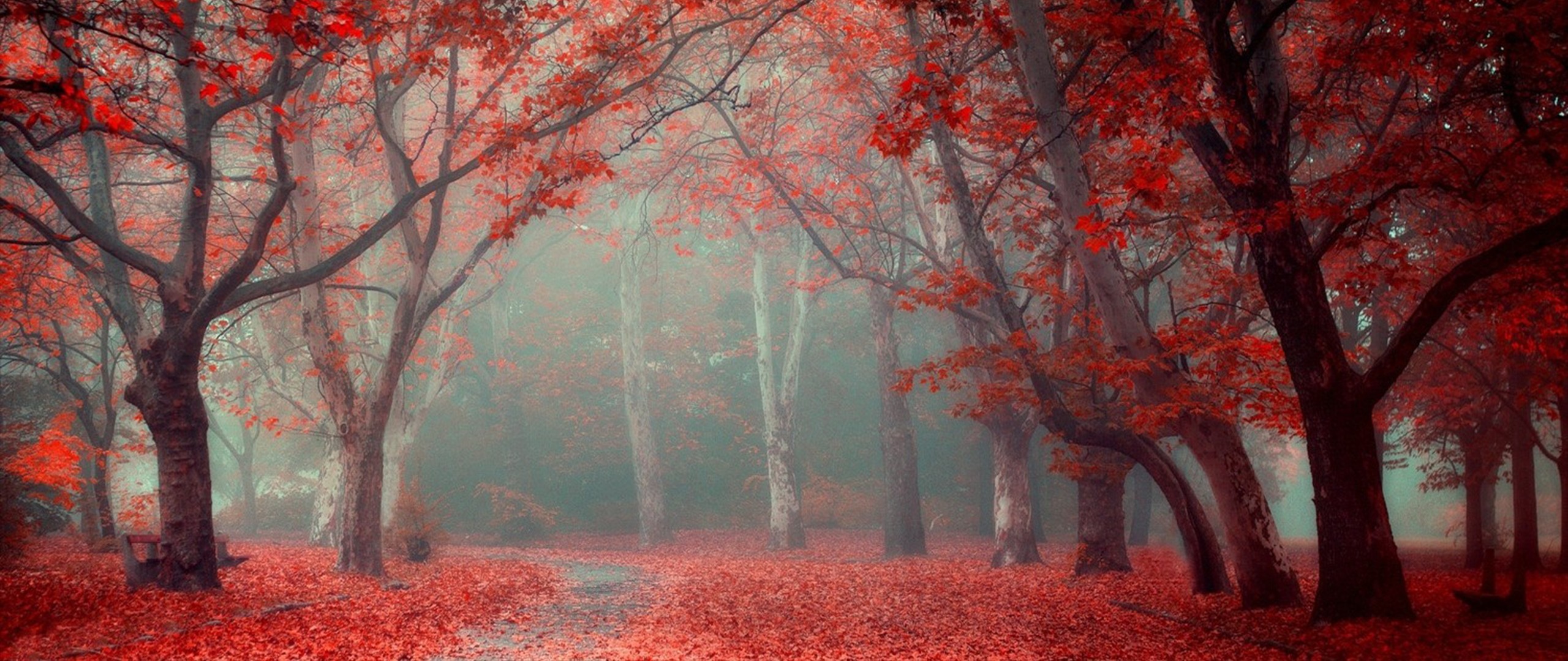 Nature with red foliage