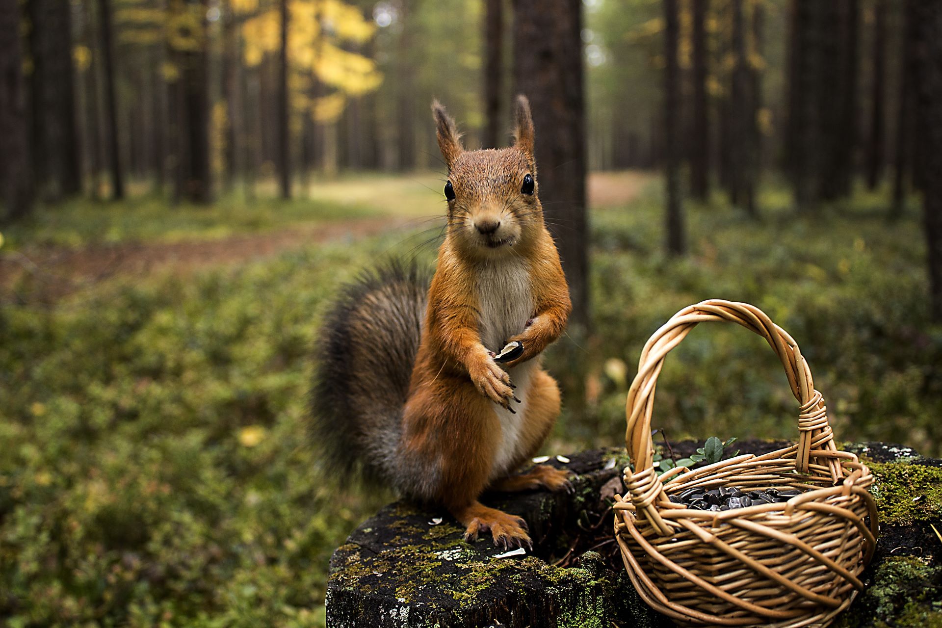 A gift for a squirrel