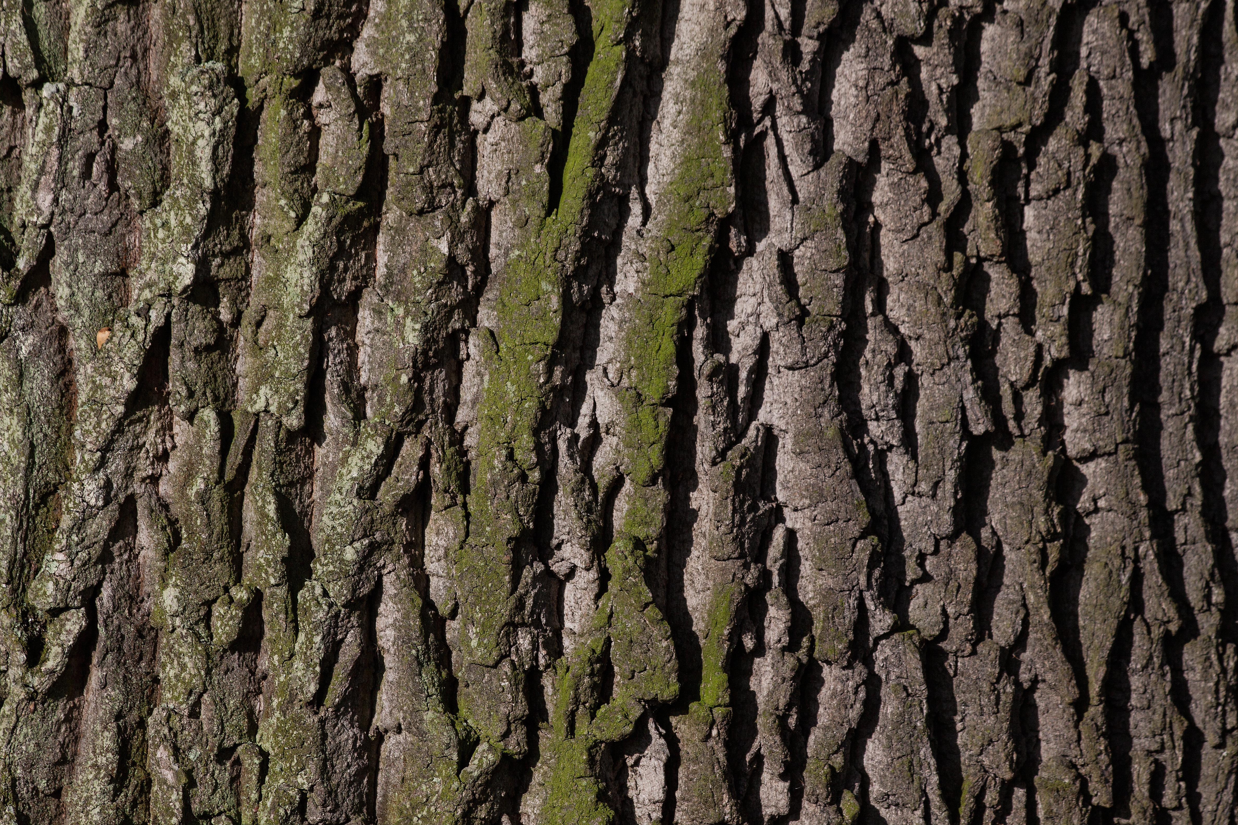 In we bark. Текстура коры дерева. Альфа коры дерева. In we bark. In we bark.