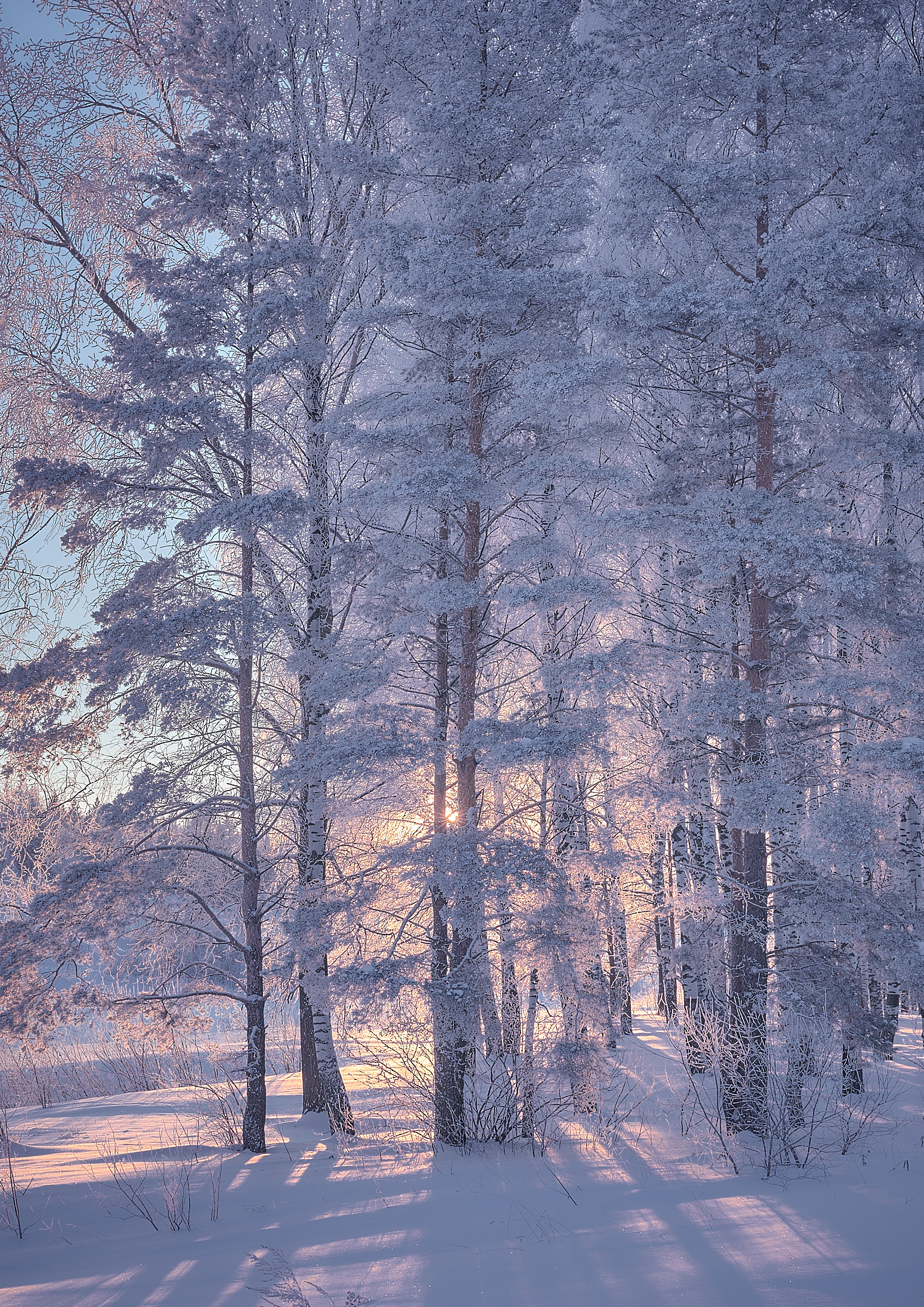 Бесплатное фото Рассвет в зимнем лесу.