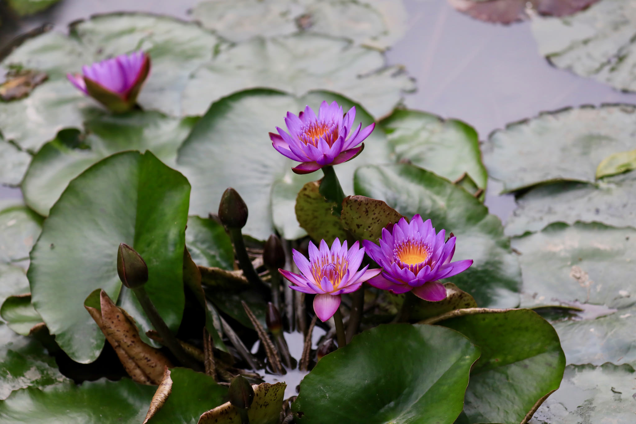 Wallpapers beautiful flowers water-lilies body of water on the desktop