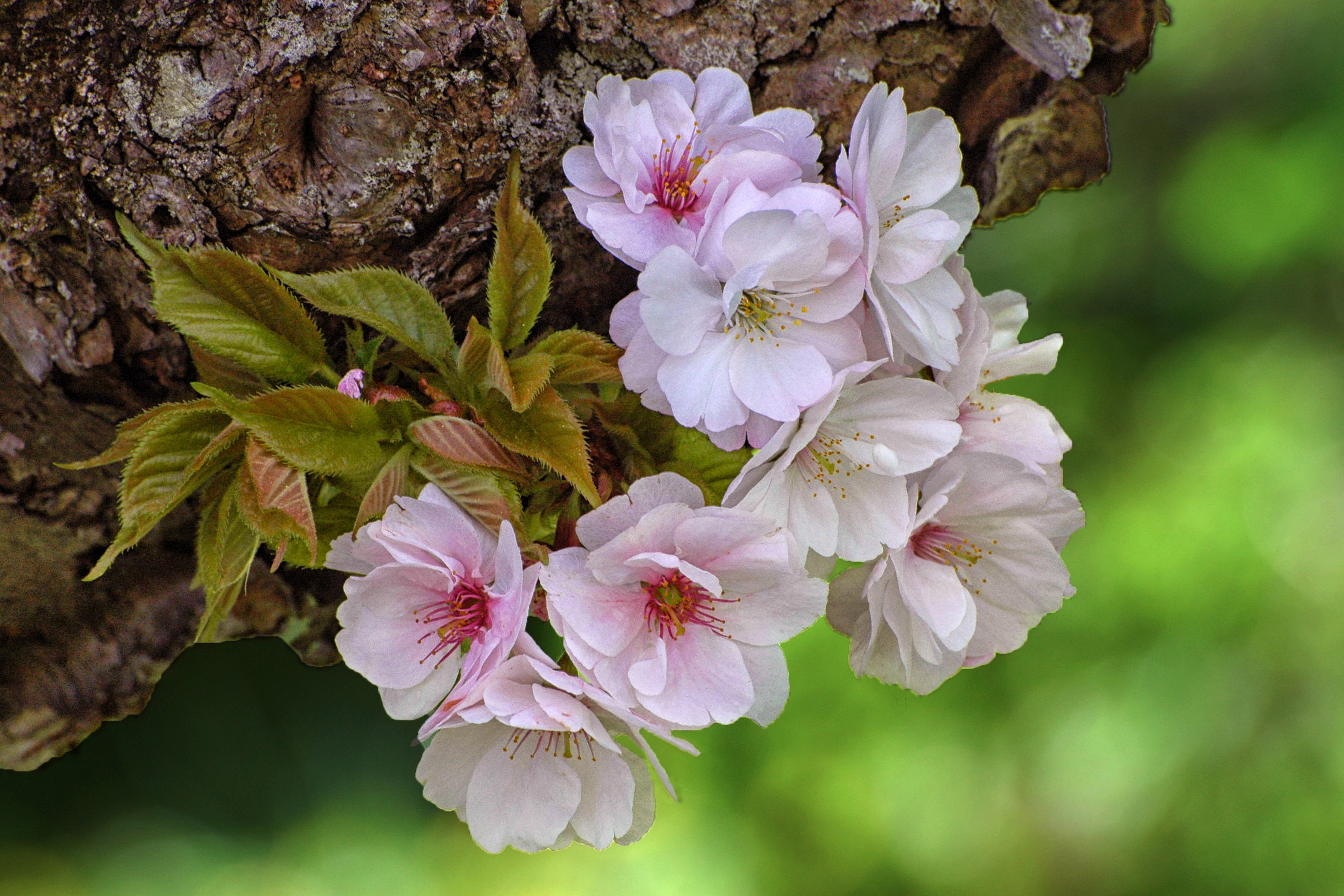 Free photo Apple blossoms