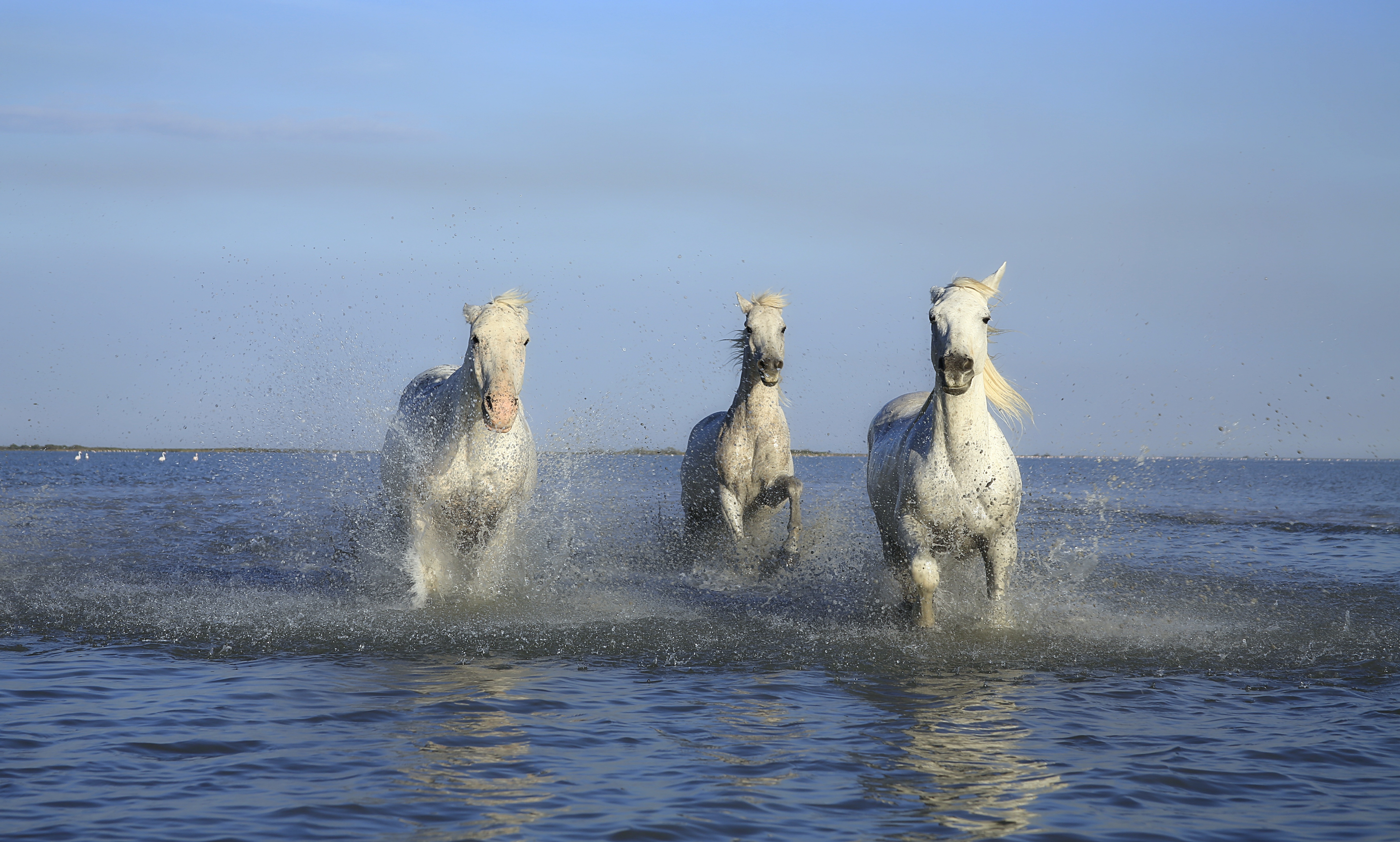 白马在水上奔跑