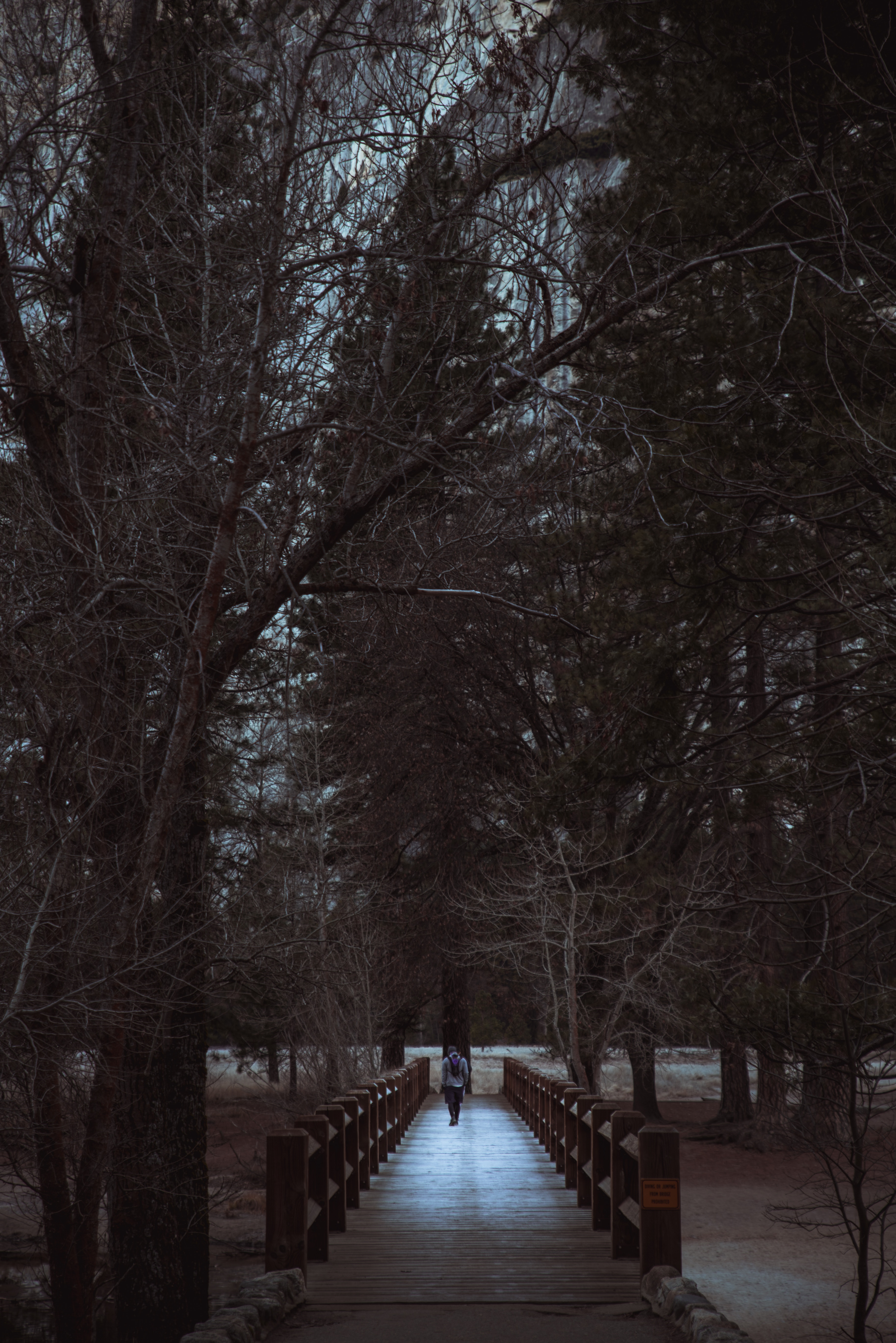 Free photo Bridge in the forest