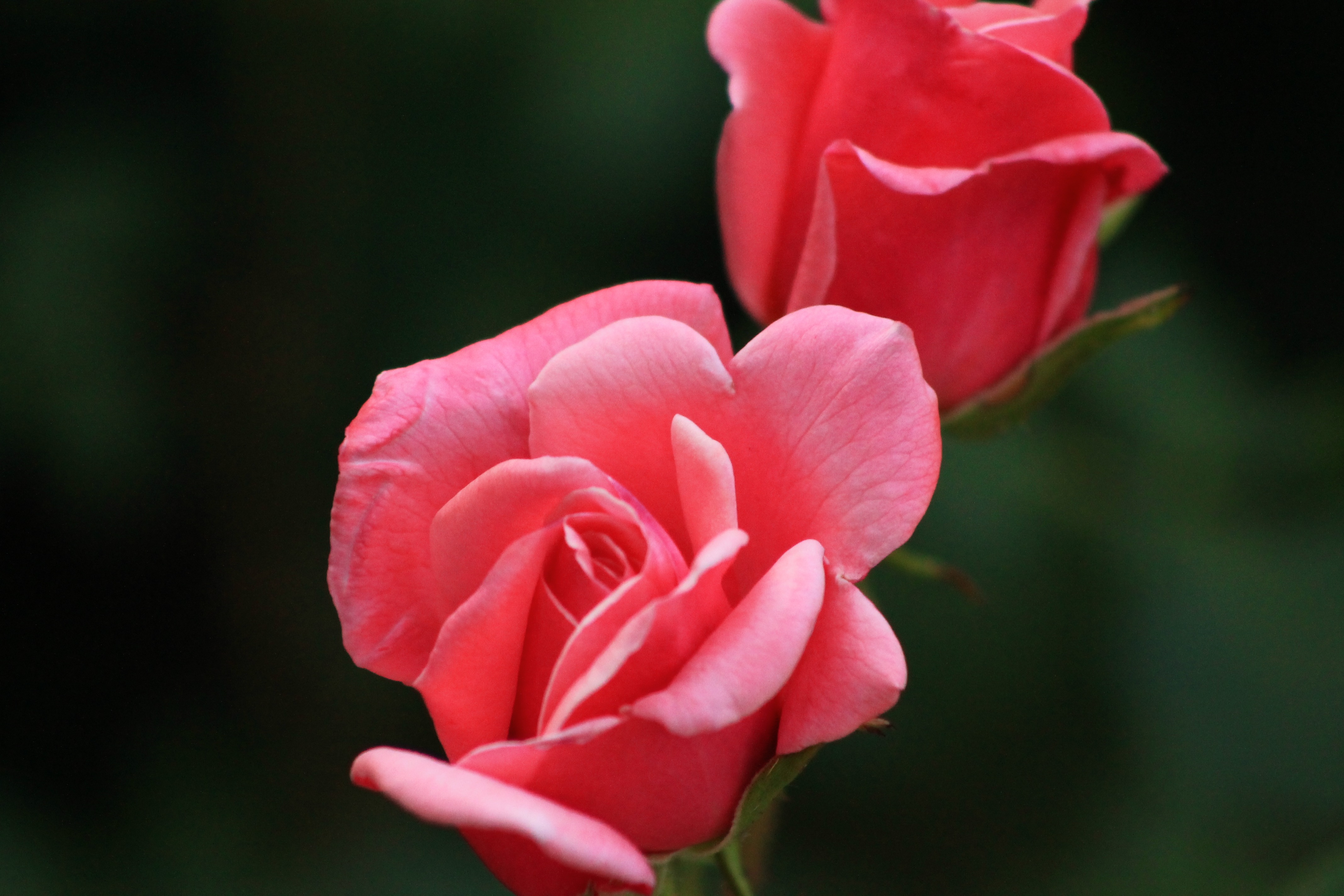 桌面上的壁纸粉红色 花丛 花瓣