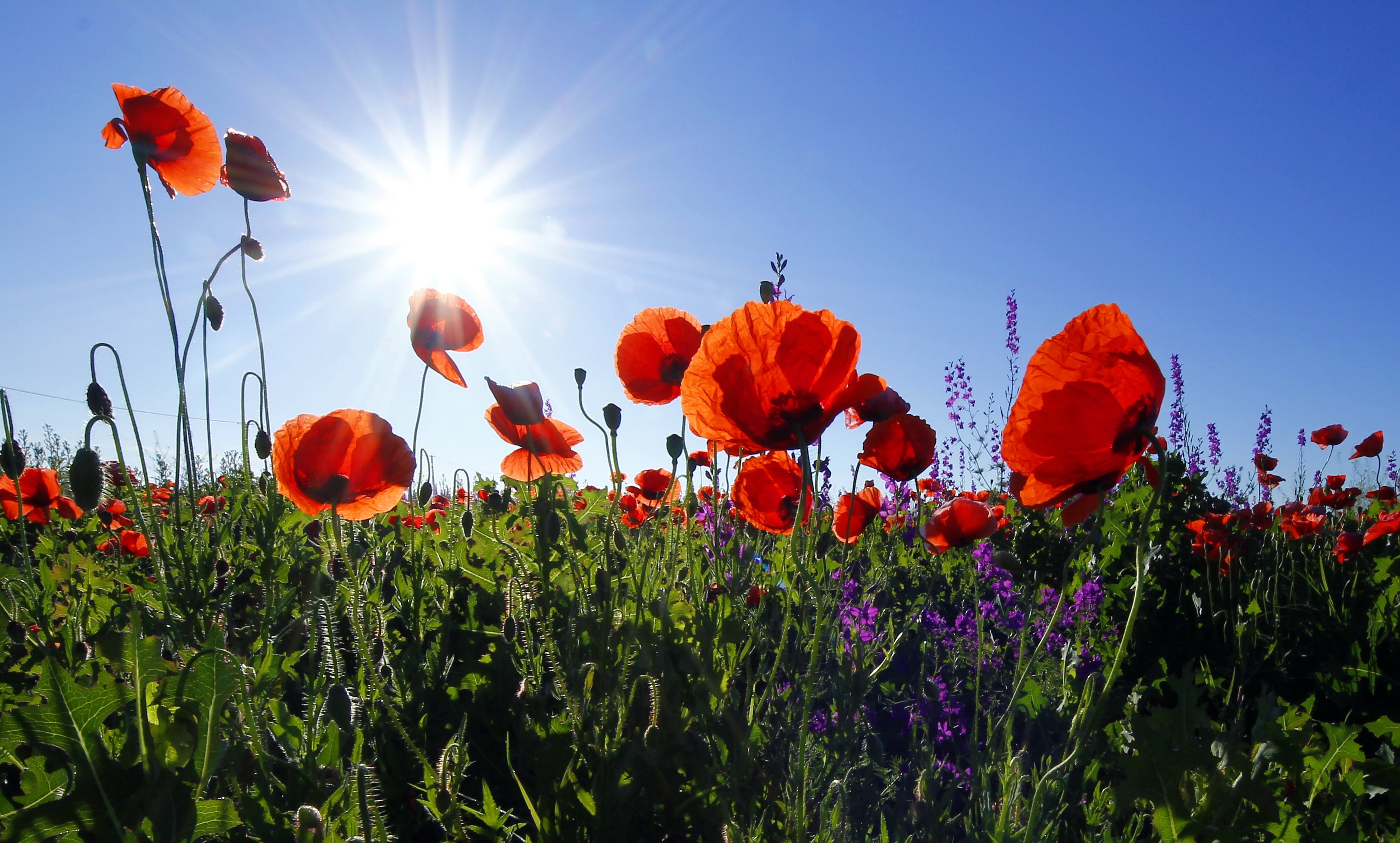 Free photo A poppy field on a sunny afternoon