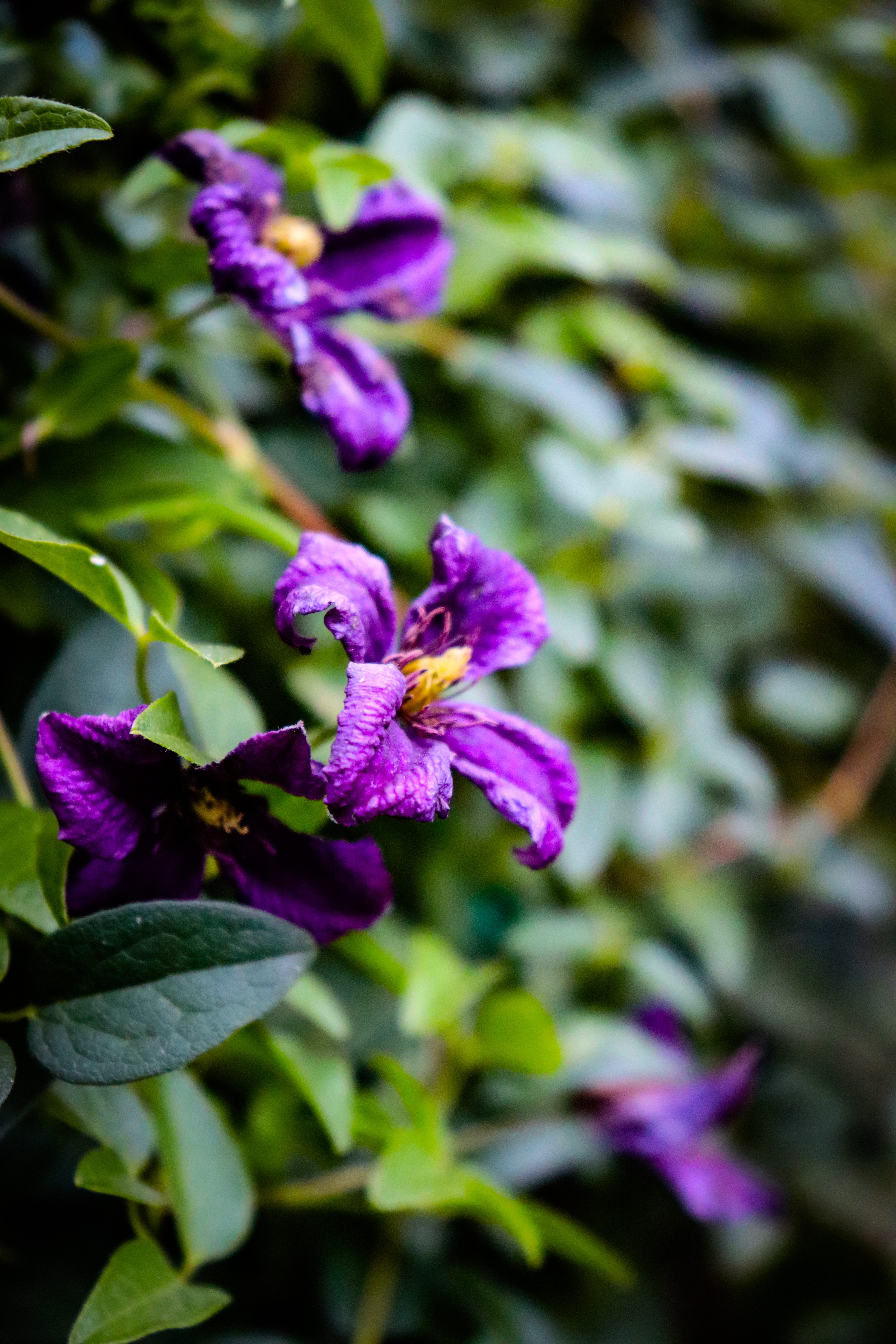 Free photo Flower.  A weaving plant.