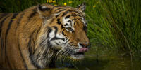 Заставка амурский тигр, хищник на компьютер