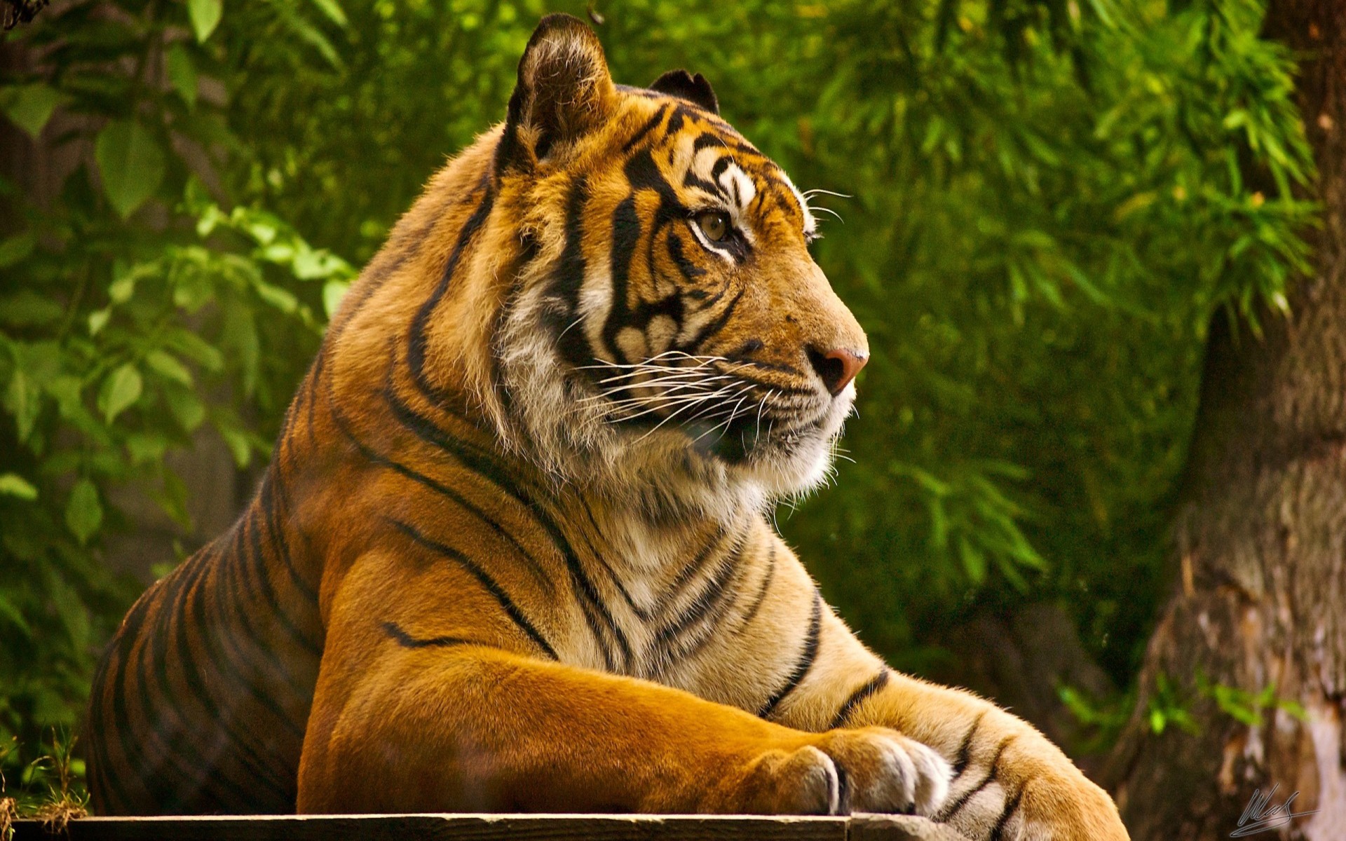 丛林中休息的老虎