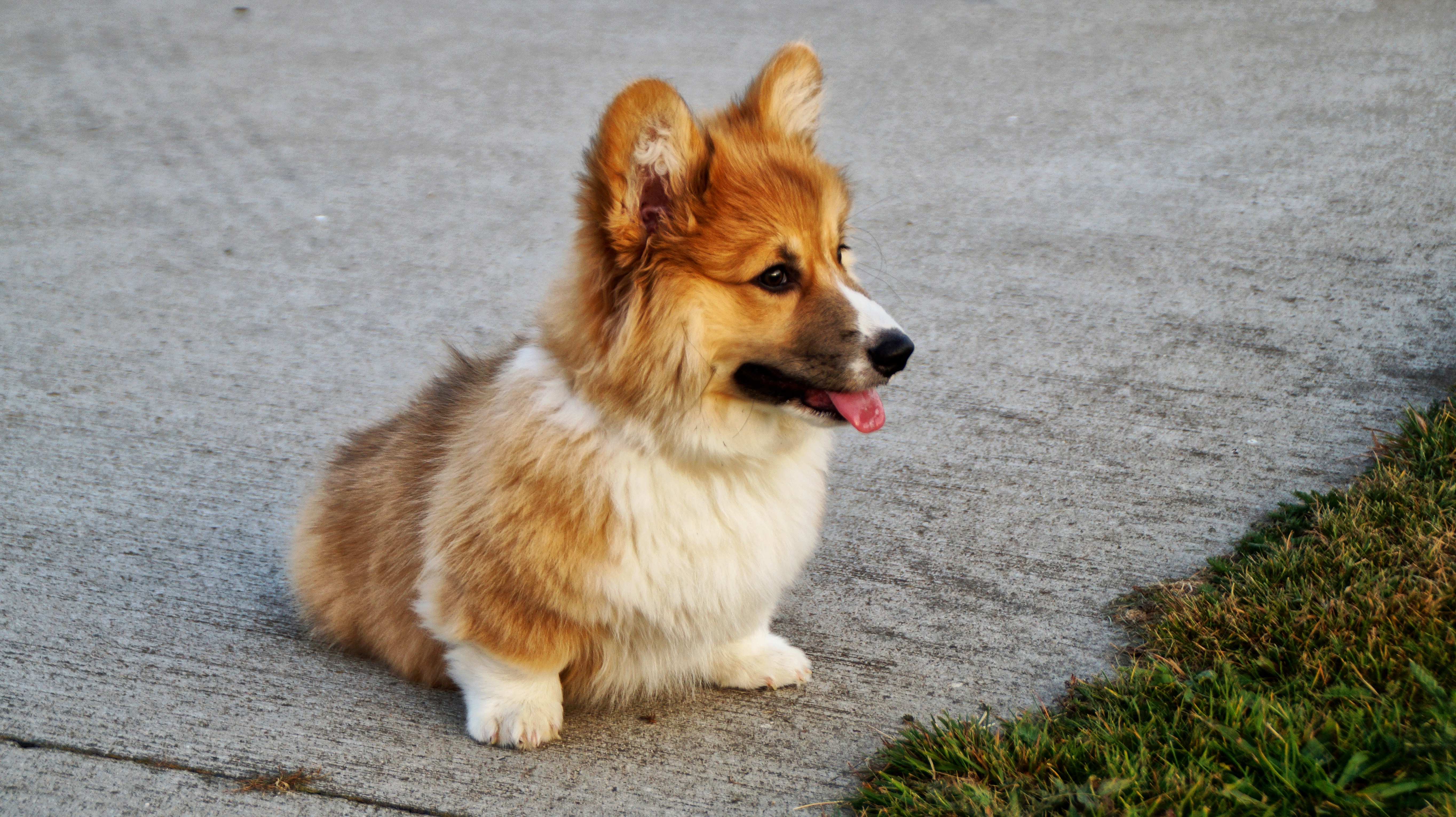 Wallpapers corgis sitting grass on the desktop