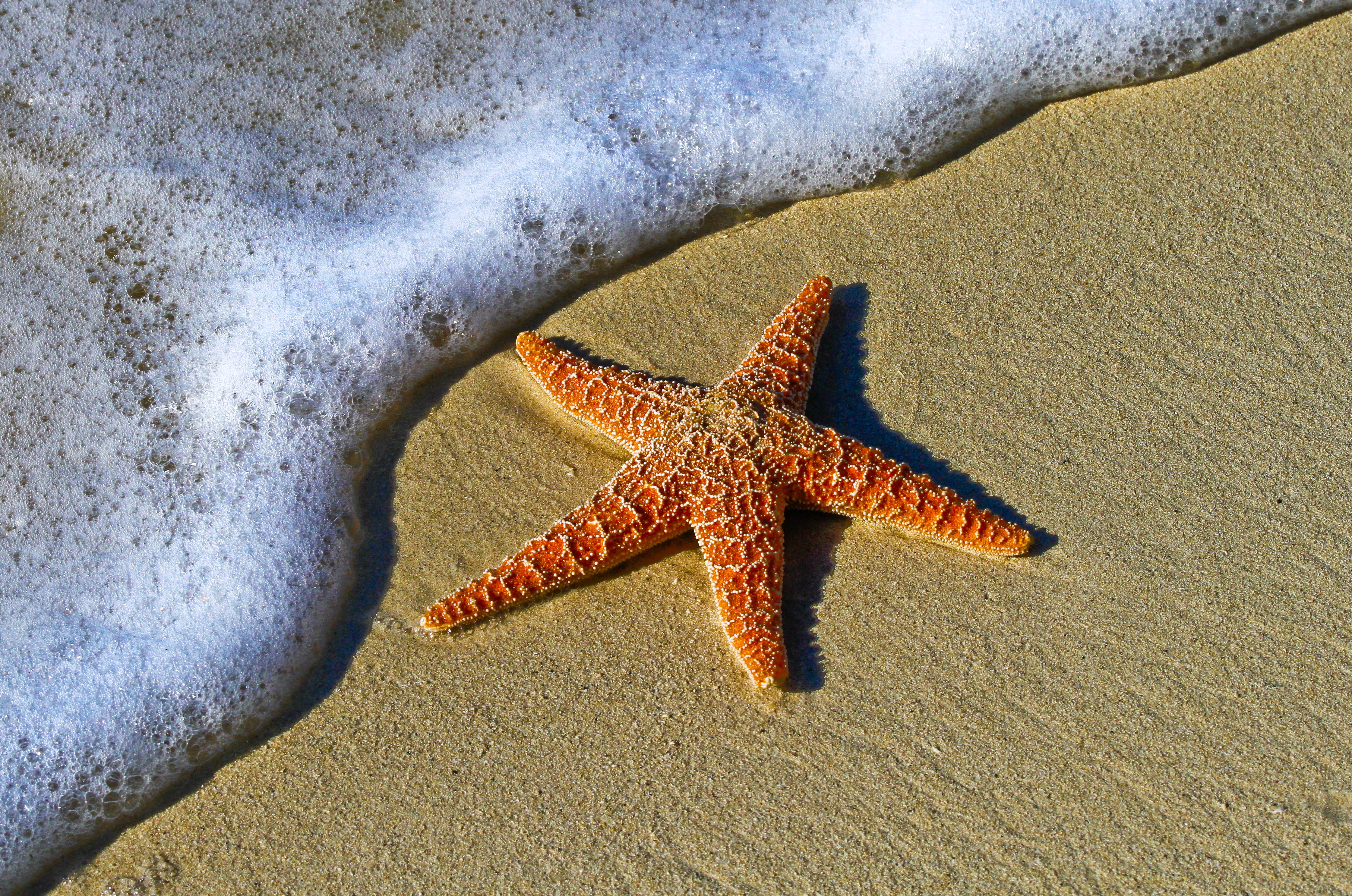 海浪冲刷沙滩上的海星