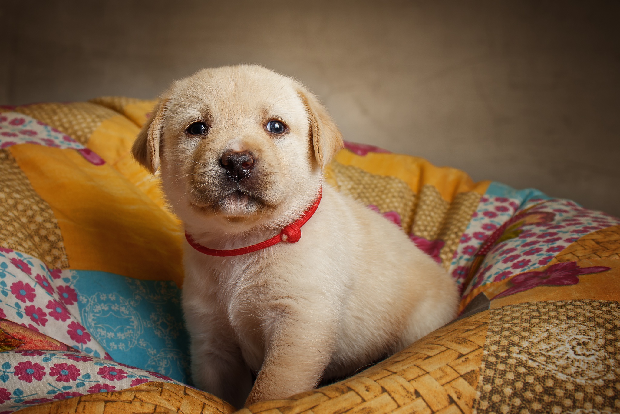 Free photo Puppy soft spot