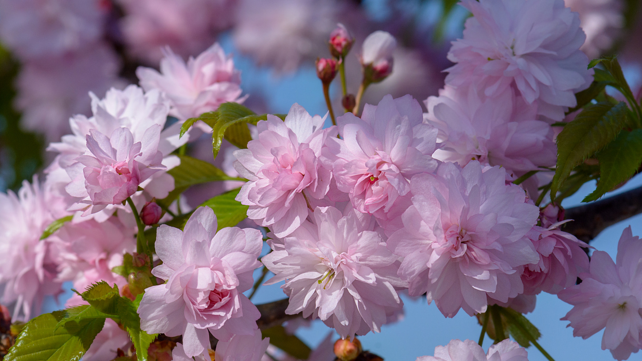 桌面上的壁纸春季 花枝 樱花