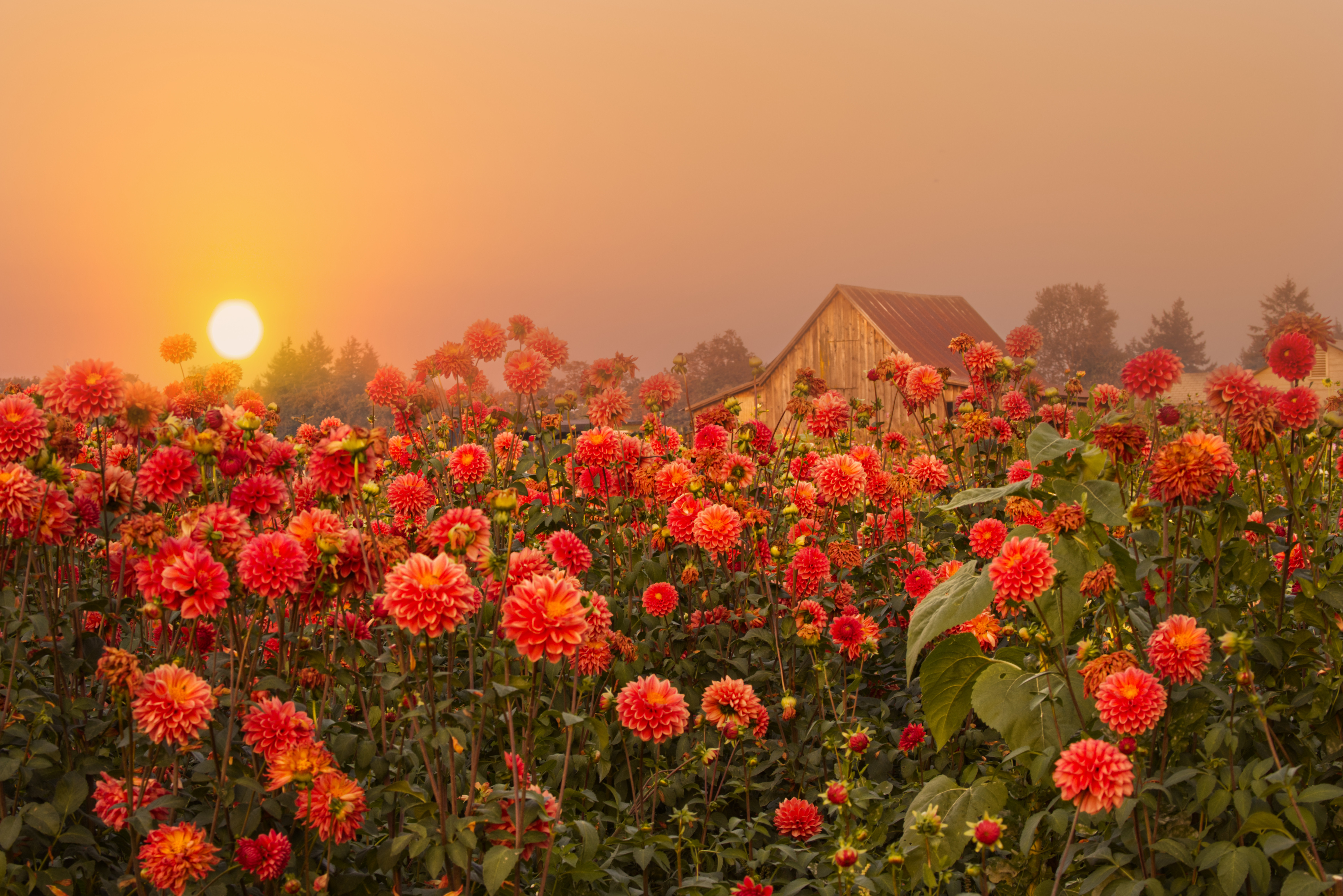 Free photo Tall bushes with red flowers at sunset