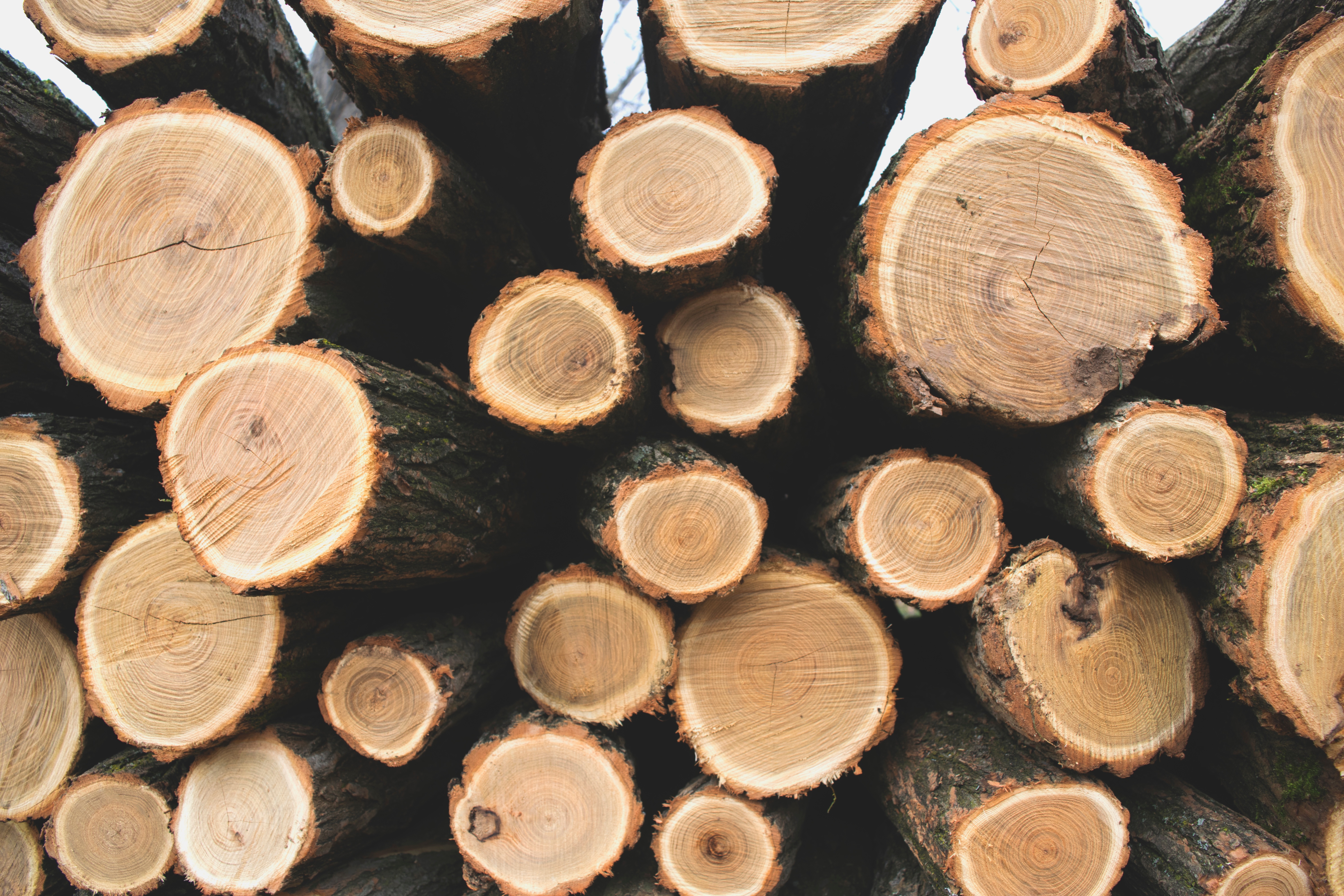 Wallpapers wood trunk log on the desktop