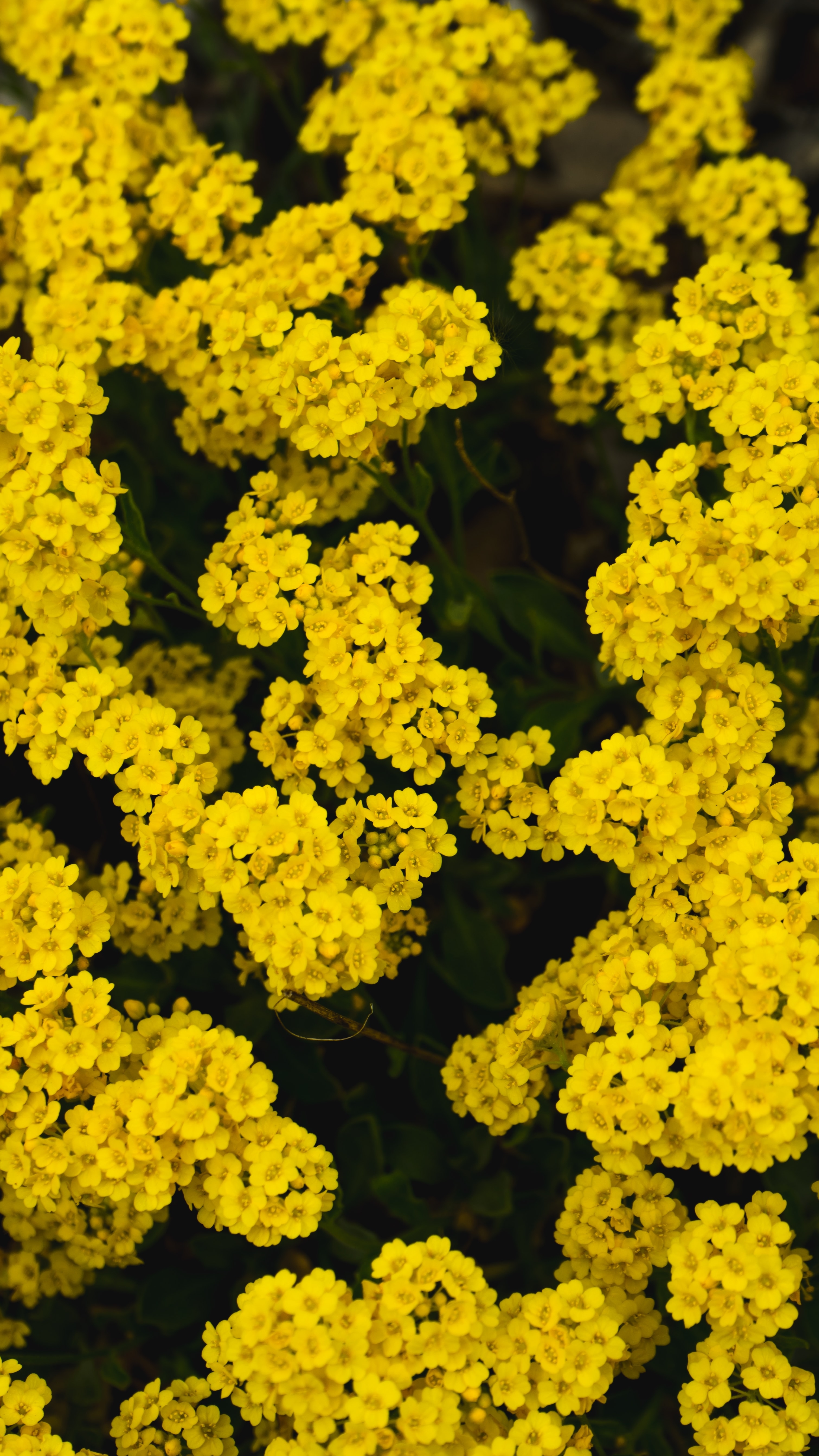 Wallpapers yellow flowers flower bed wallpaper yarrow flowers on the desktop