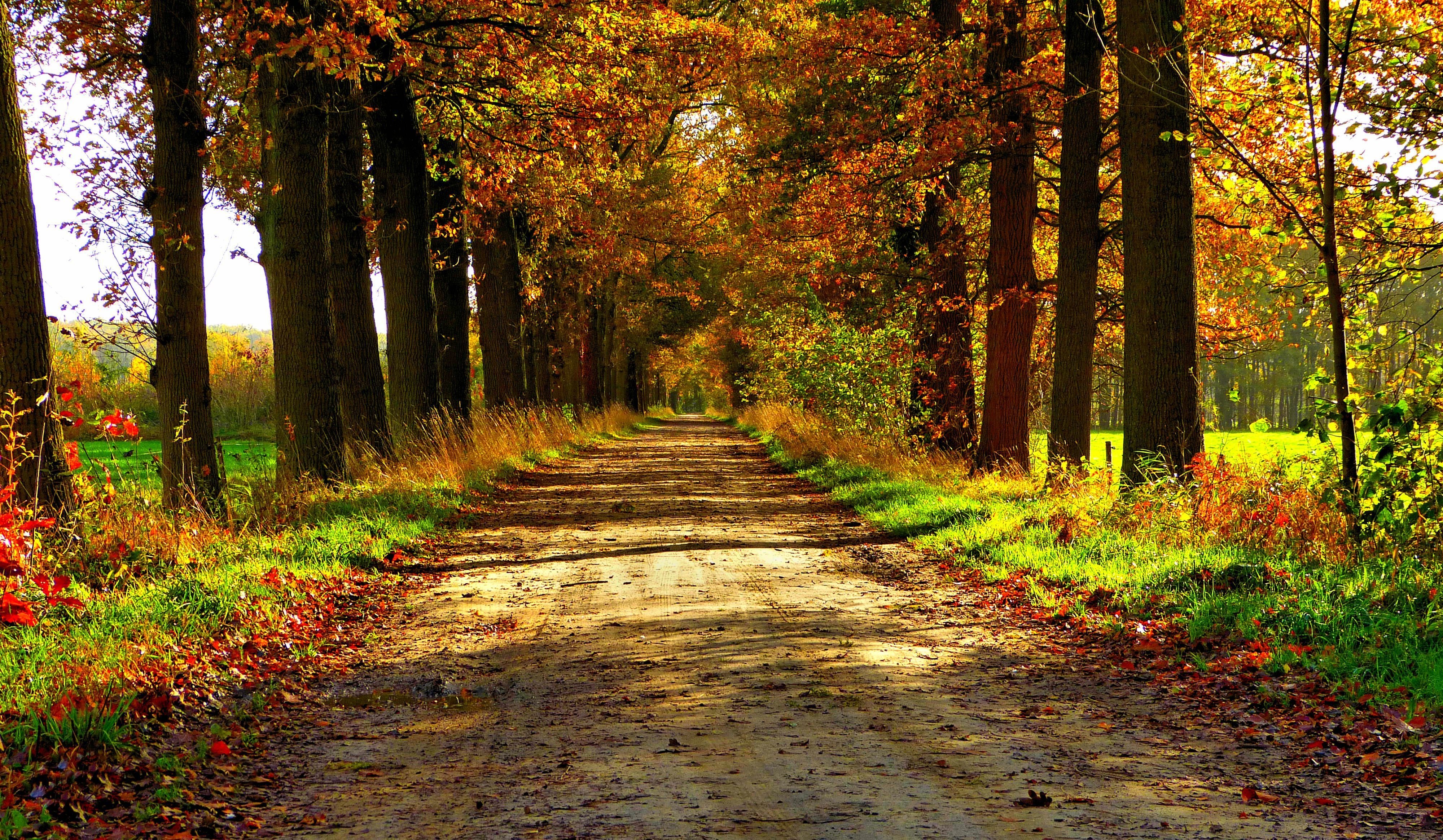 Wallpapers path leaves autumn on the desktop