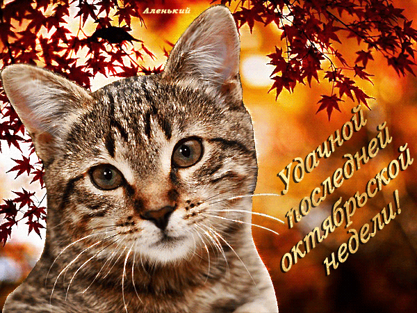 Открытка на тему котик кошки котенок скачать бесплатно