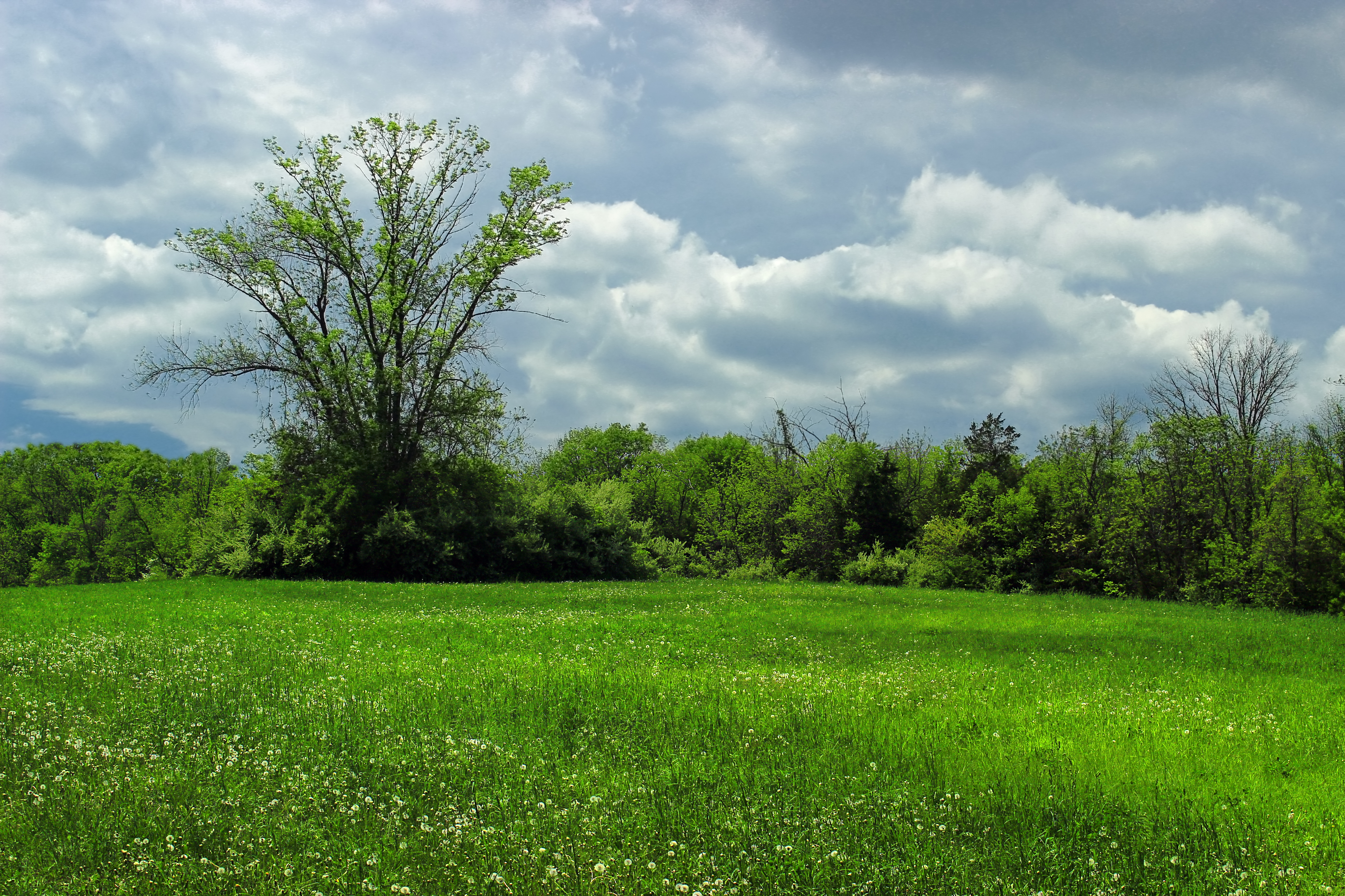 Free photo Summer clouds over a field with a wooded area