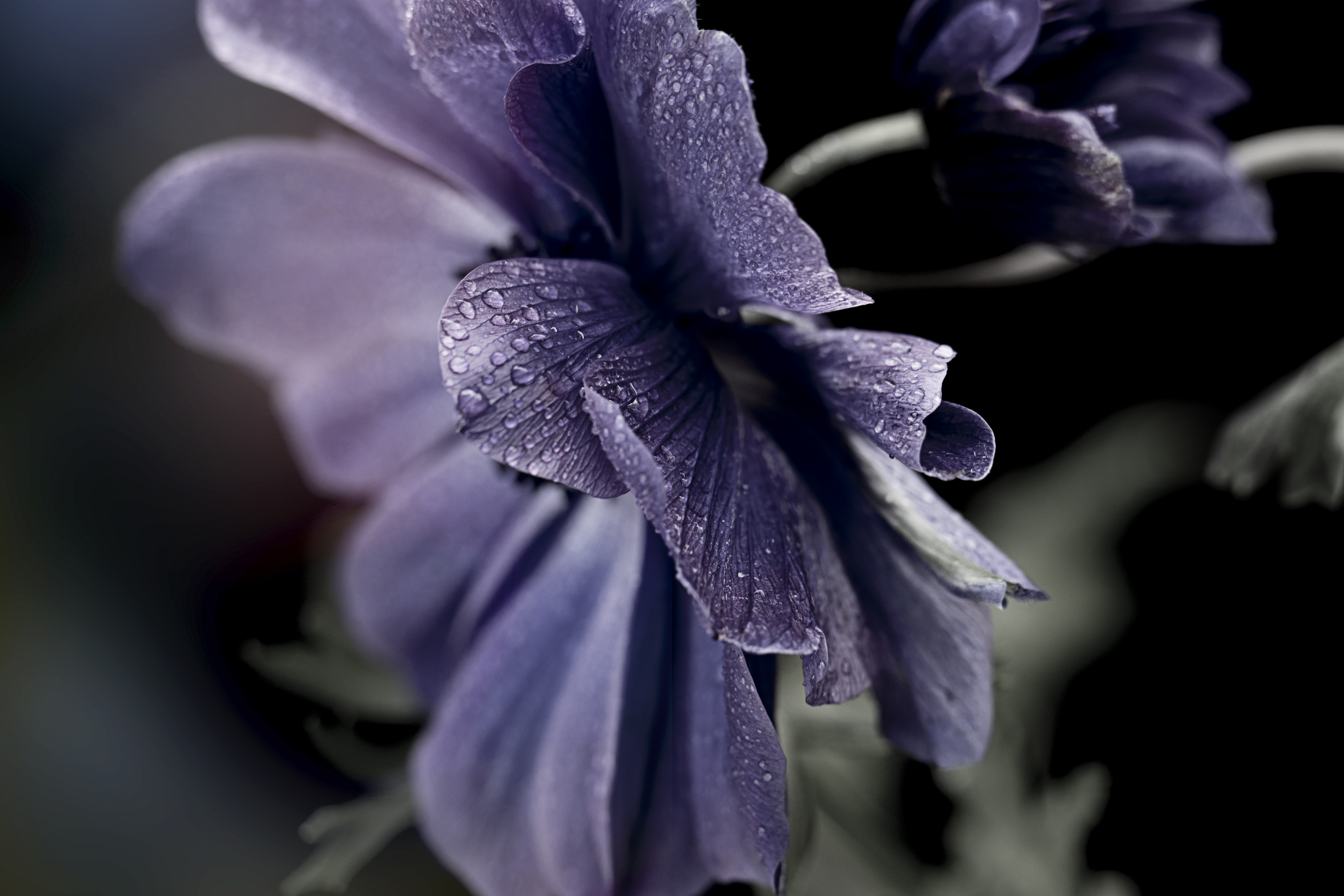 Free photo A flower with black petals in the rain.