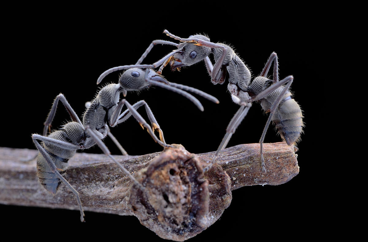 Wallpapers insect ants predatory insects from photomonstr - desktop ...