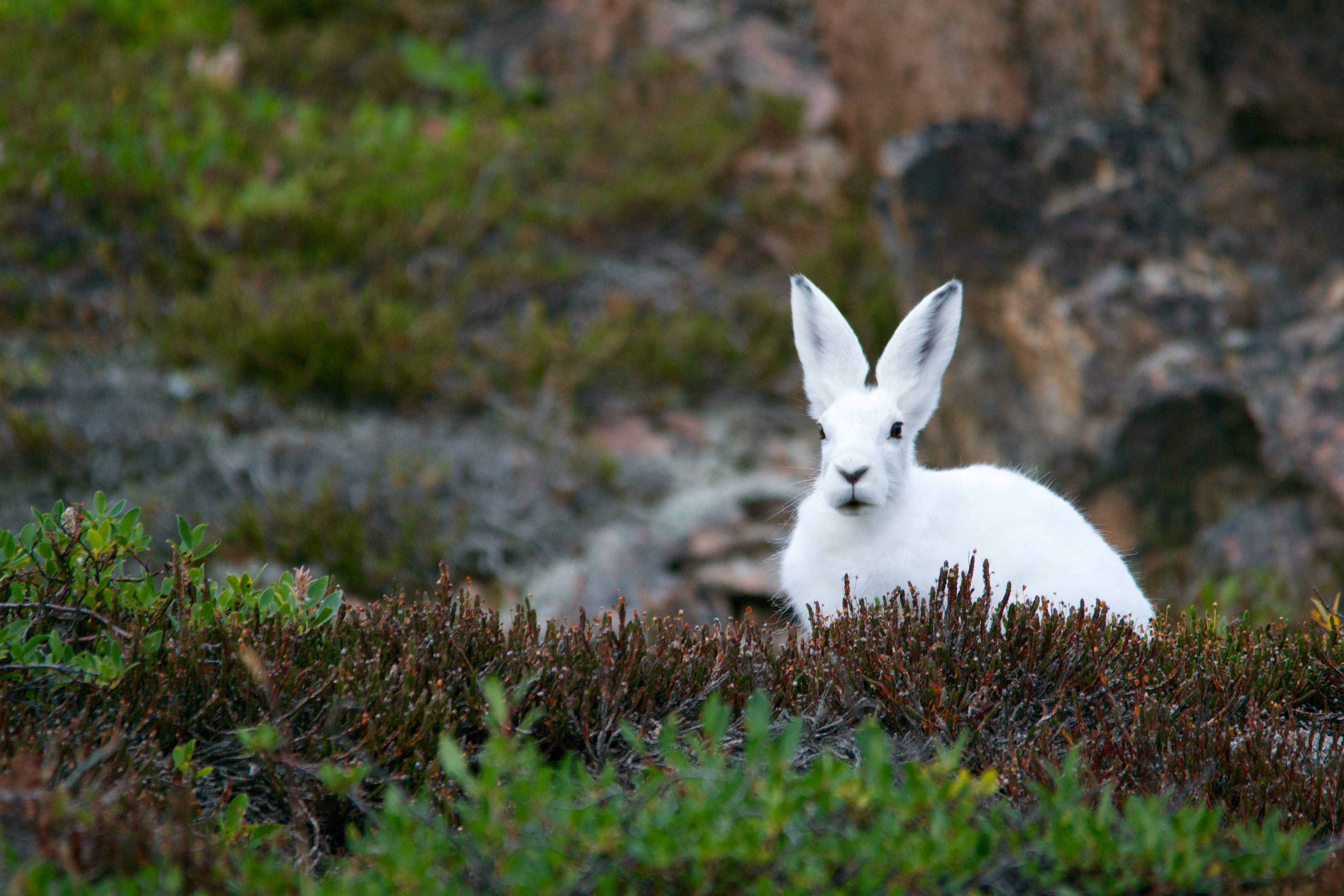 绿草中的小白兔
