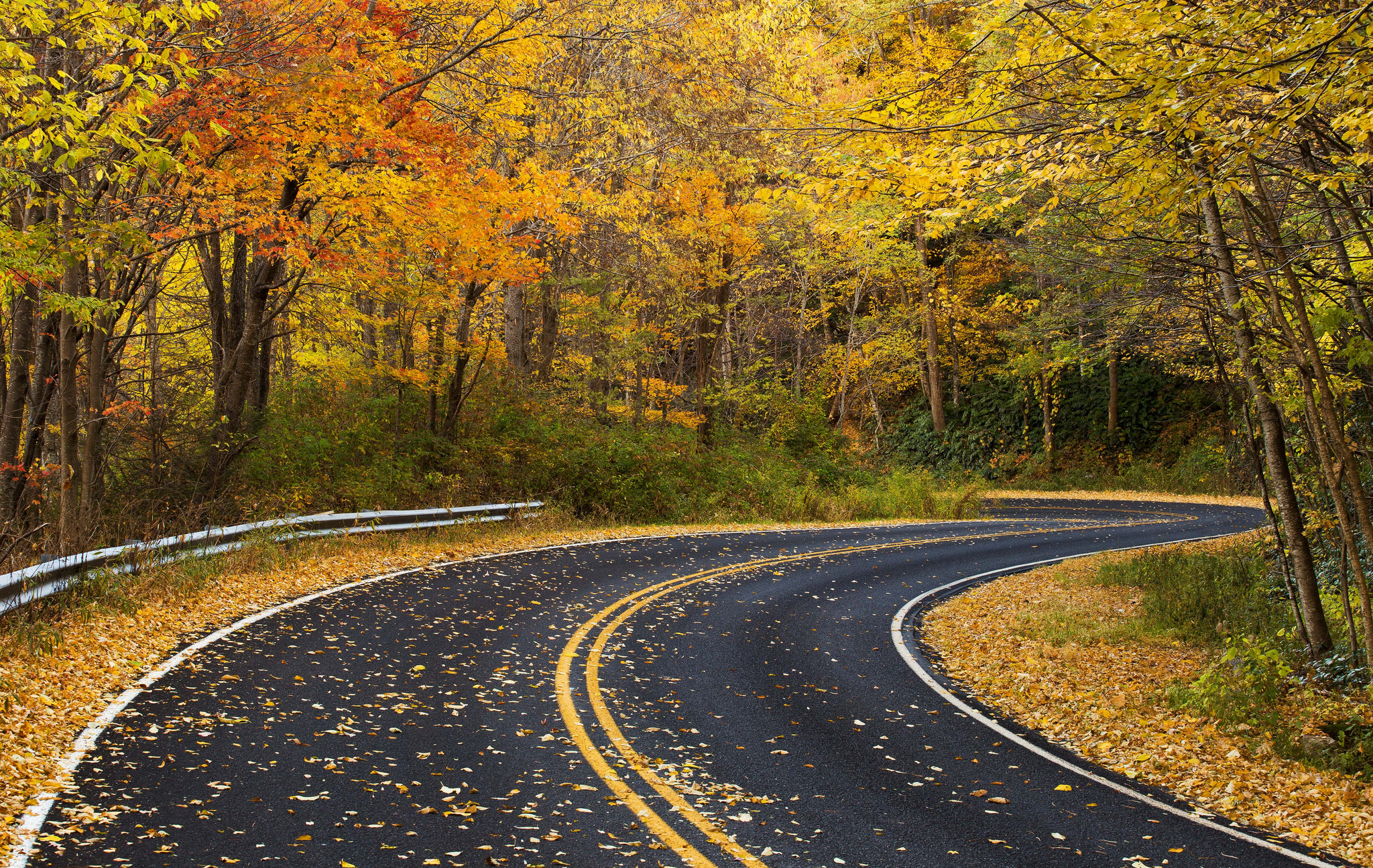 Wallpapers landscape road through the forest paved road on the desktop