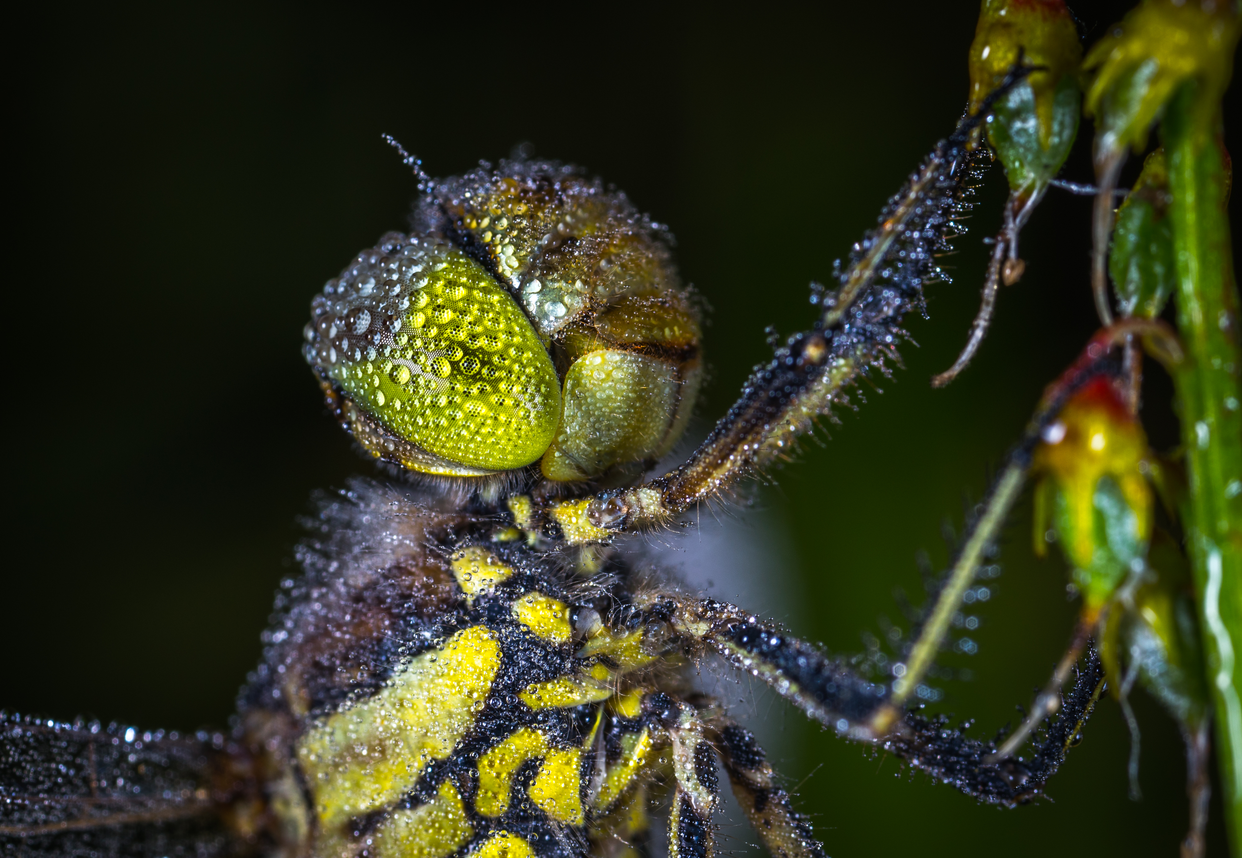 Wallpapers dragonfly dew insect on the desktop