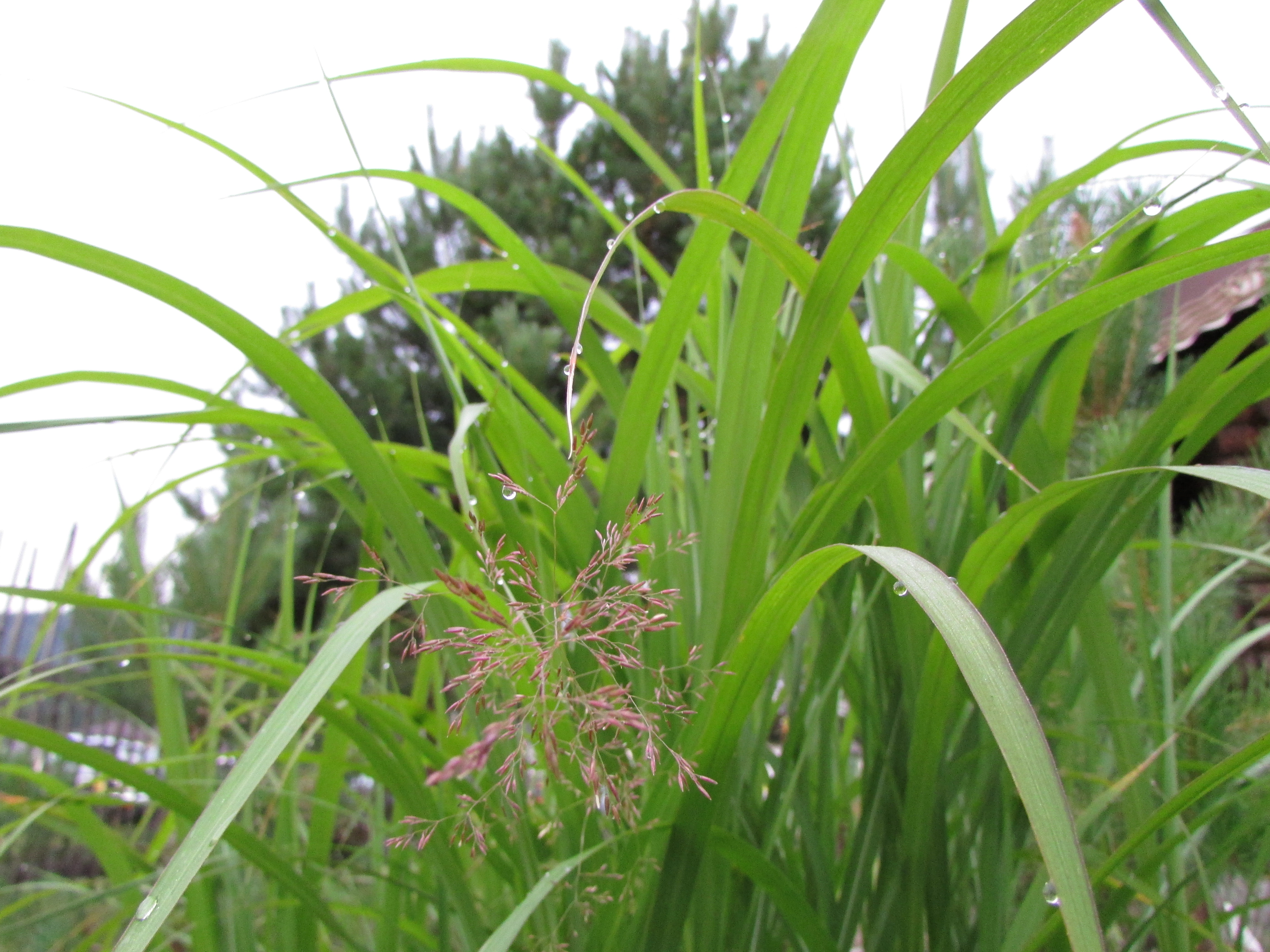 阿尔泰夏日的绿草与露水 & 微距