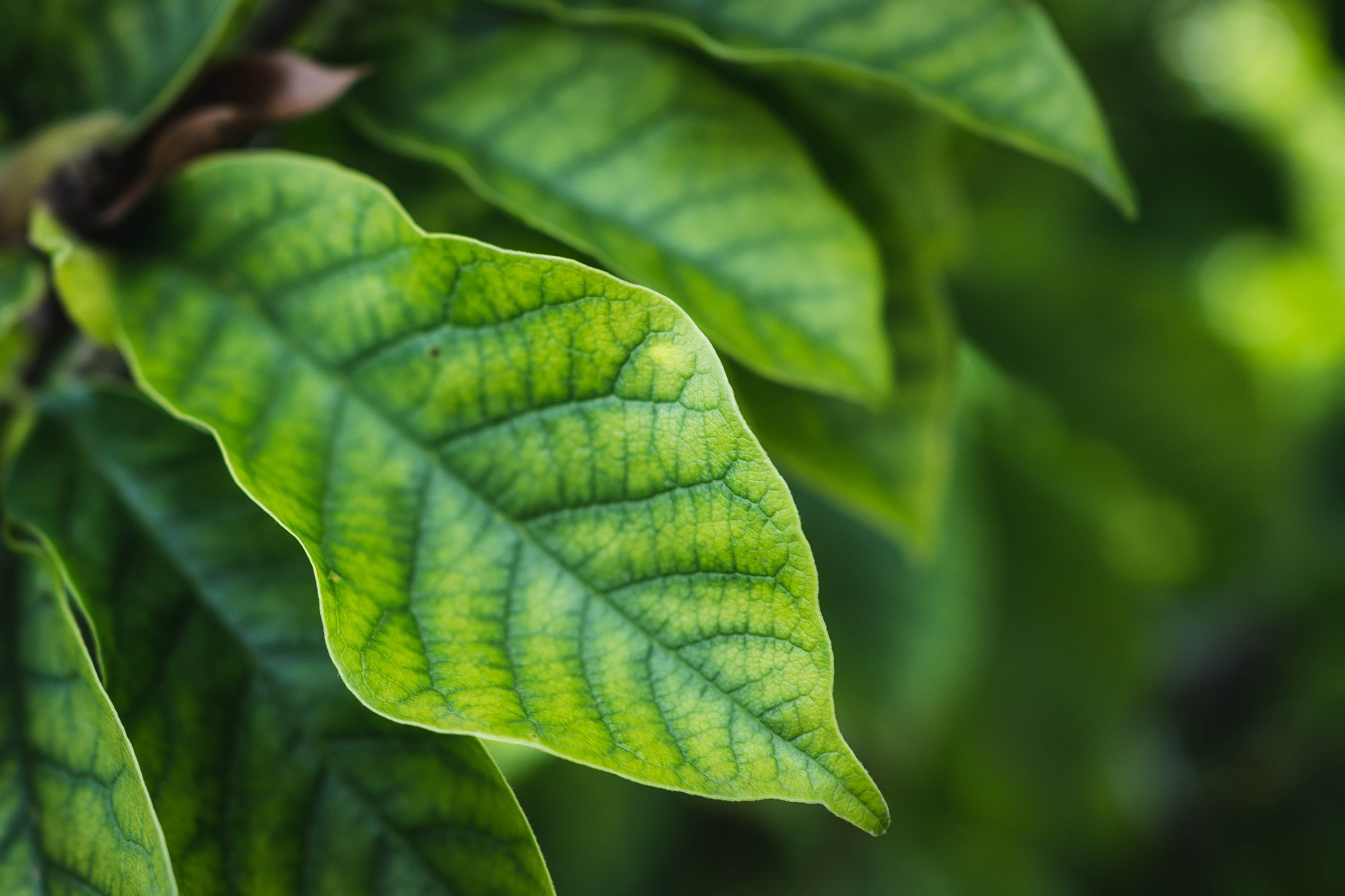 Free photo Green leaves in close-up