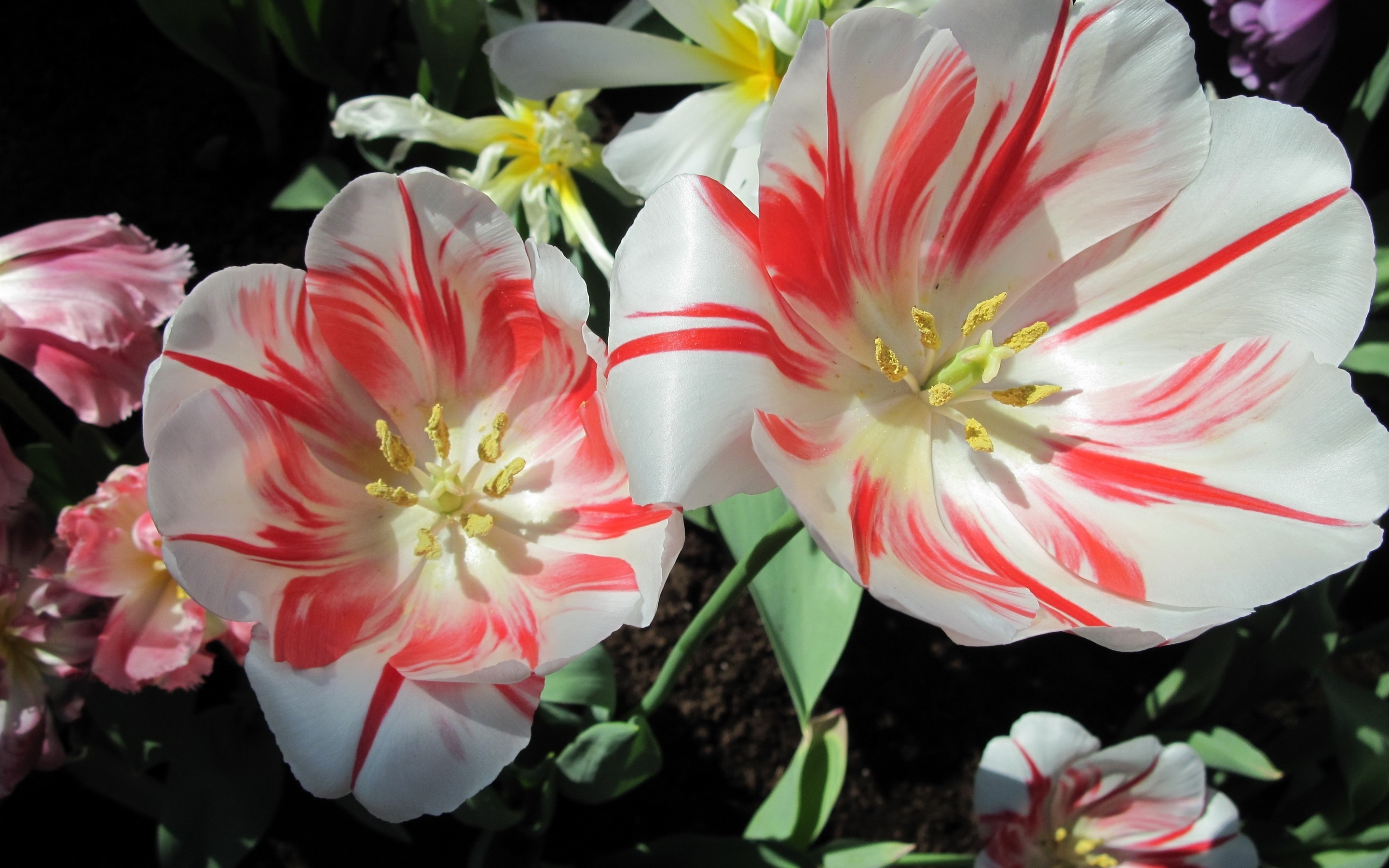 Wallpapers strange tulips white and red petals on the desktop