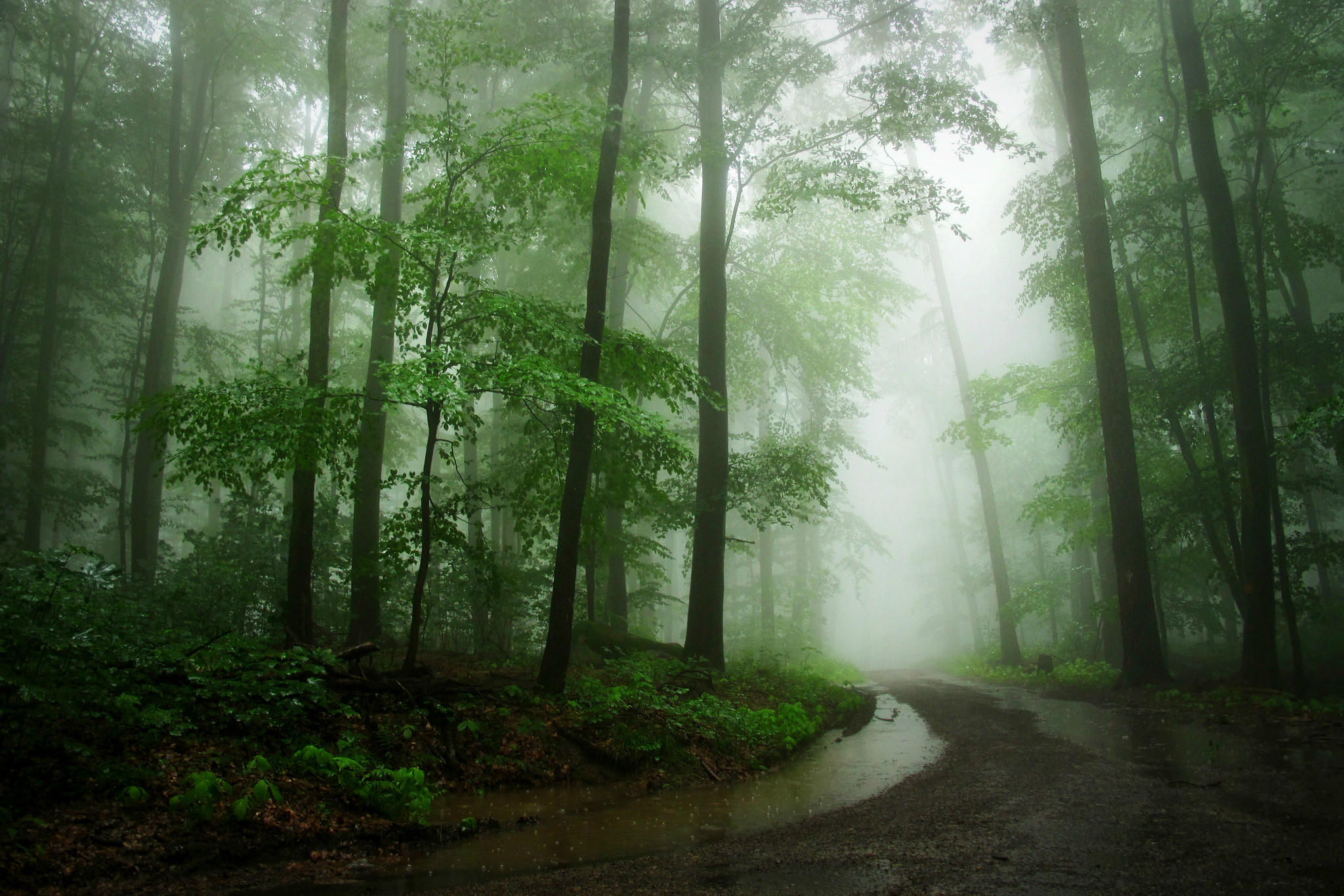 Wallpapers green leaves road through the forest landscape on the desktop