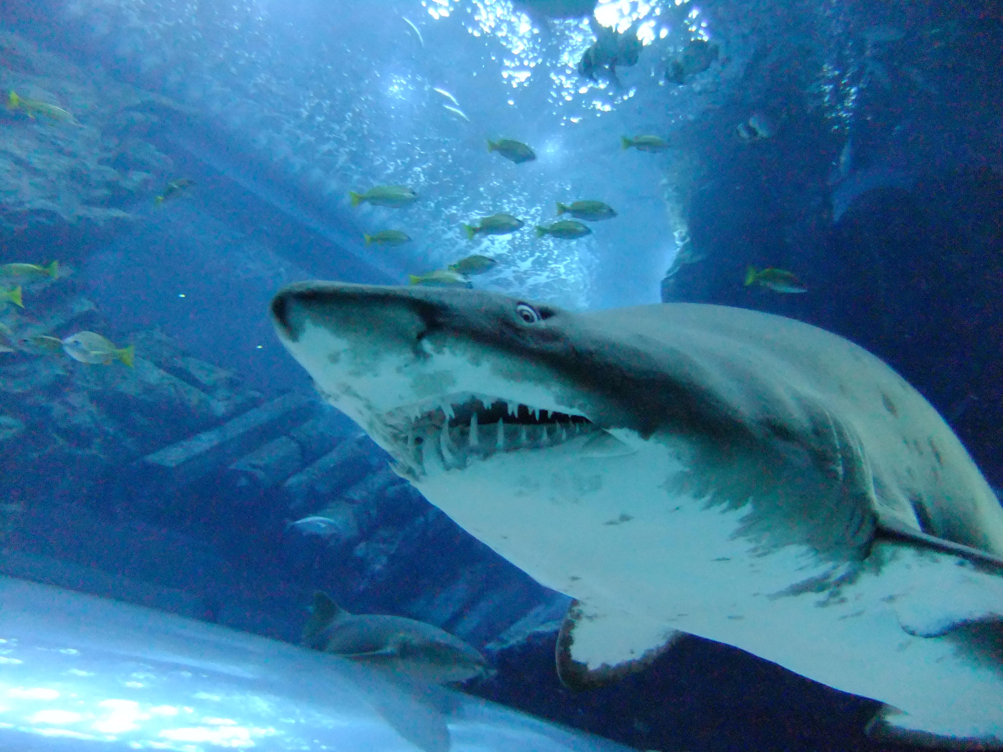 Wallpapers meeresbewohner mouth sharks on the desktop