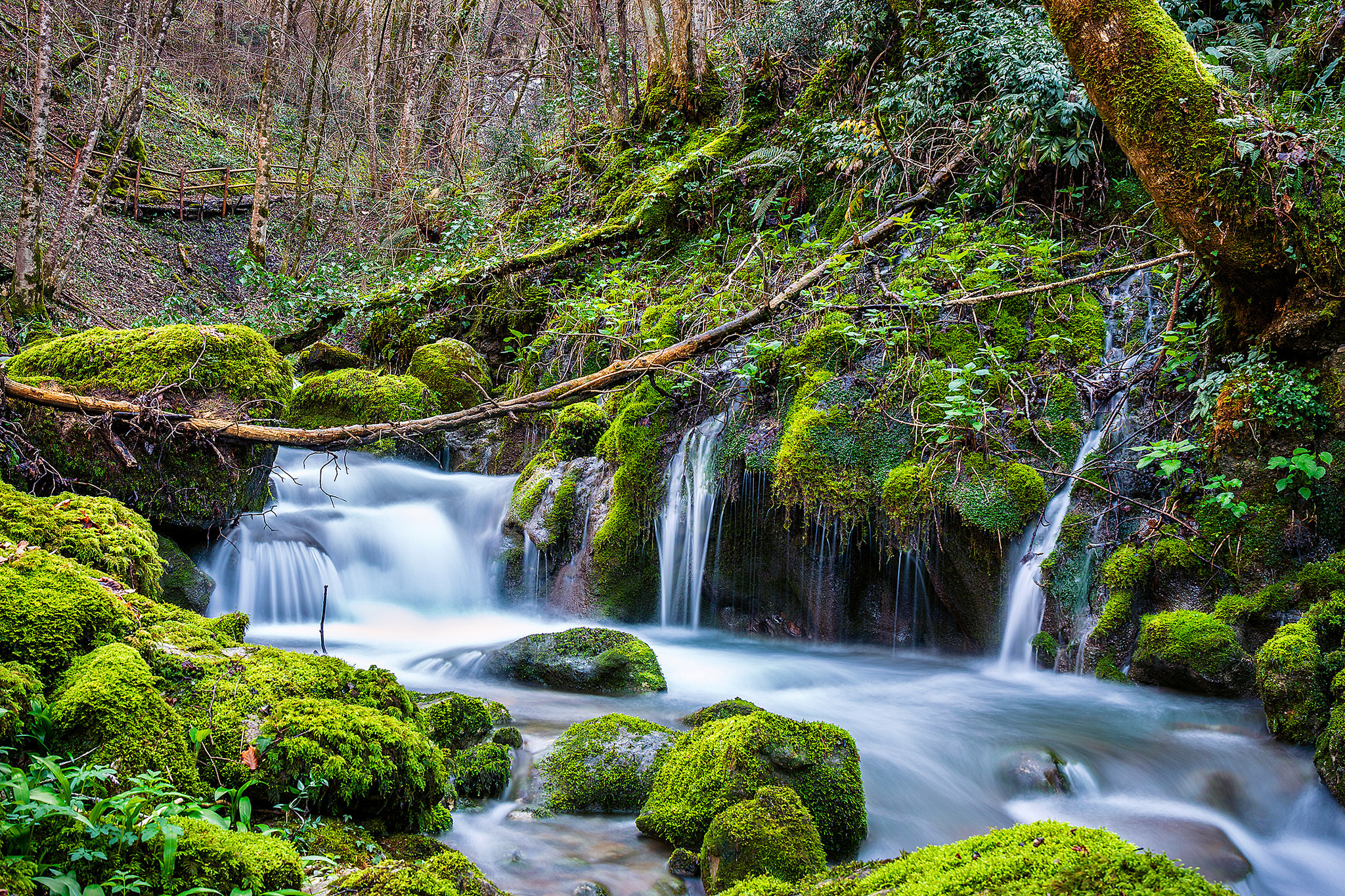 Wallpapers trees stones in the water nature on the desktop