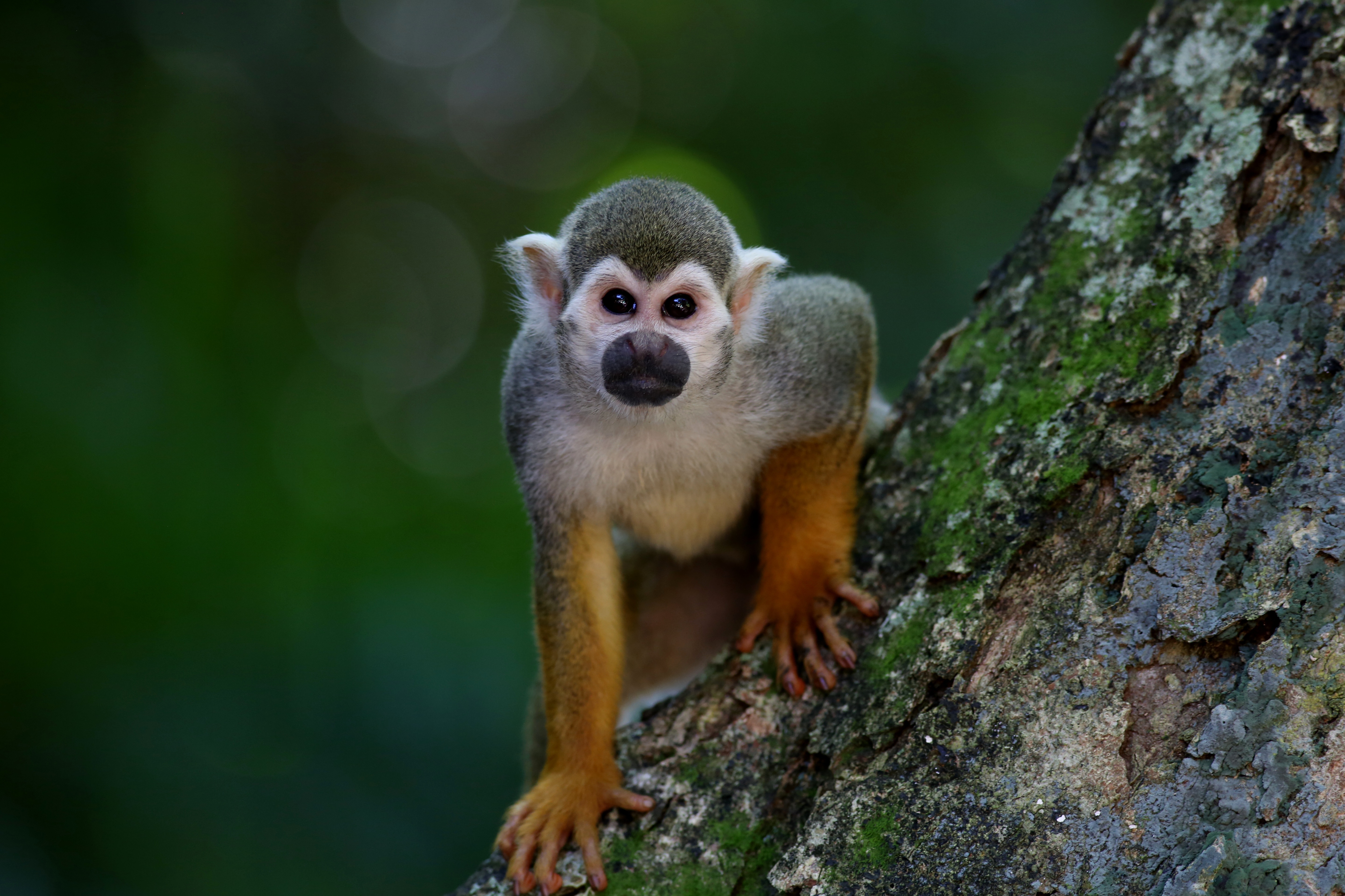 Free photo The monkey in the tree looks up at the photographer