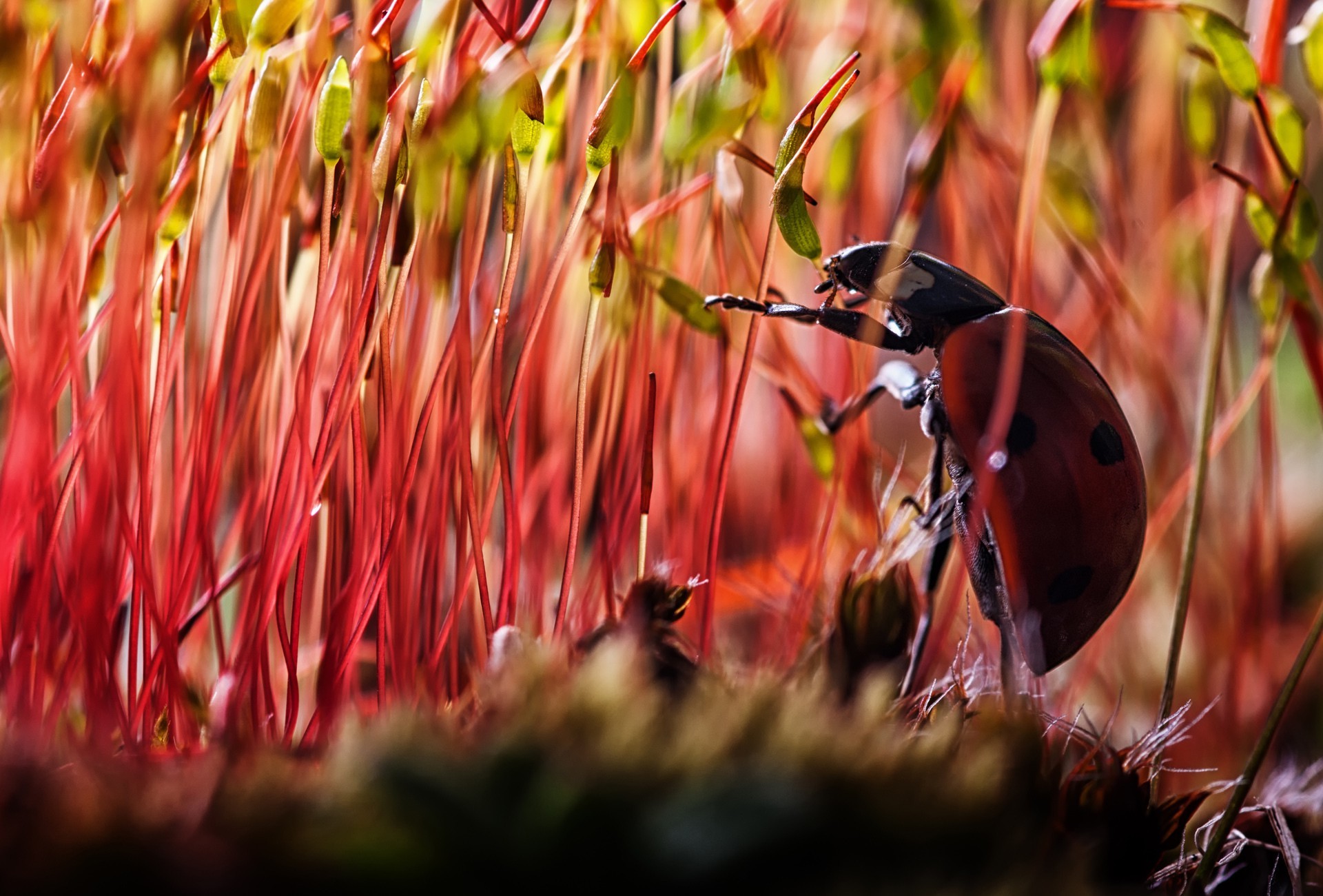 Бесплатное фото Божья коровка залазит на травку