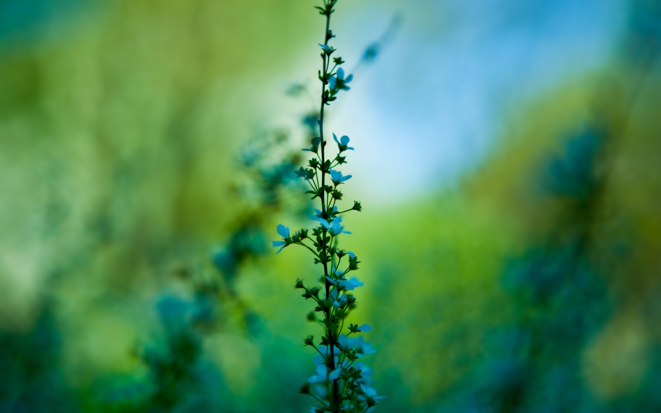 桌面上的壁纸蓝花 模糊 鲜花